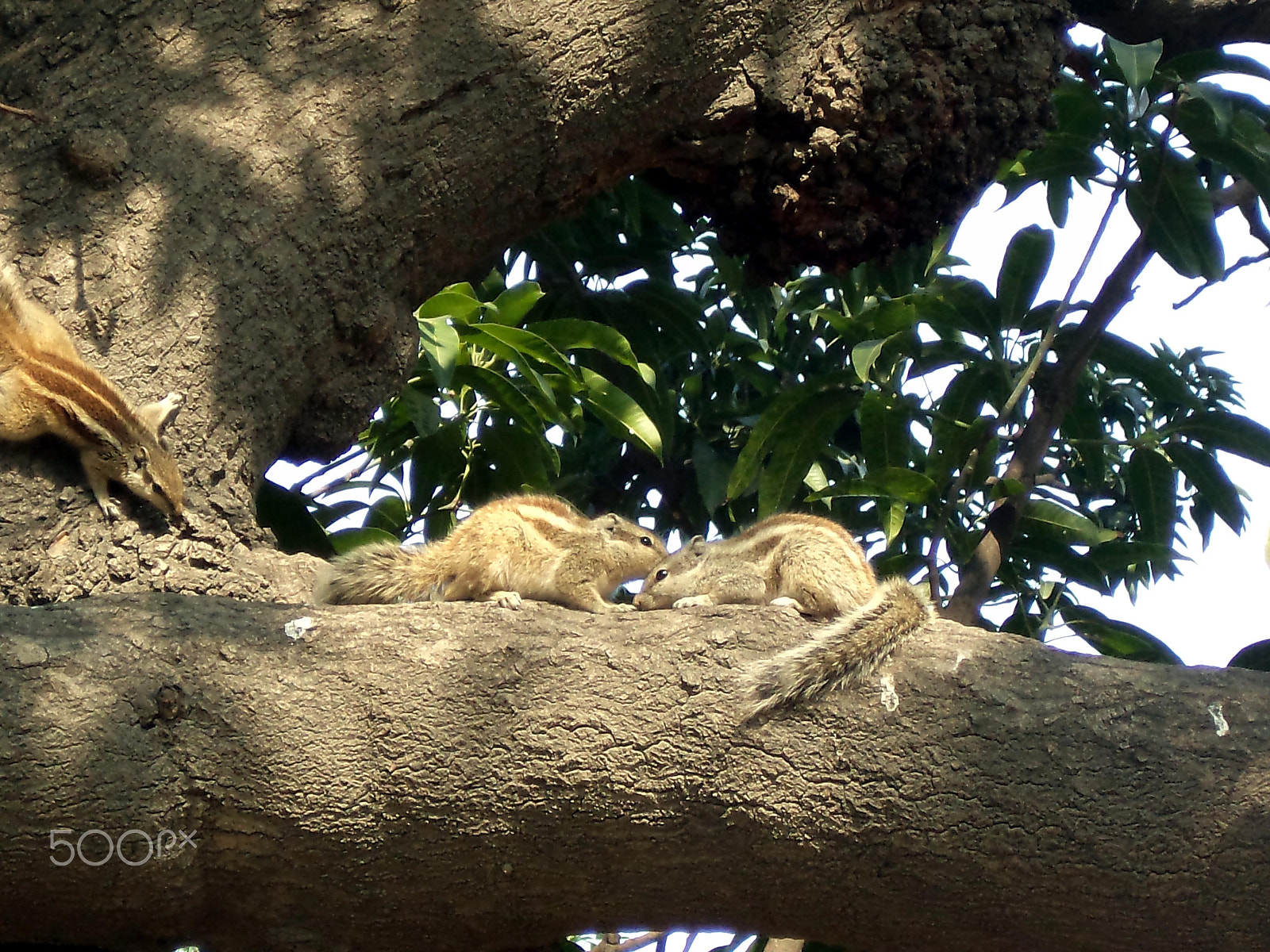 Sony DSC-S3000 sample photo. Squirrels enjoy. photography