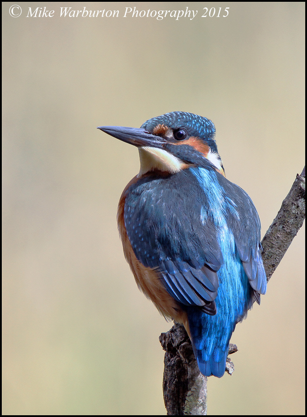 Canon EOS 50D + Sigma 50-500mm f/4-6.3 APO HSM EX sample photo. Kingfisher photography