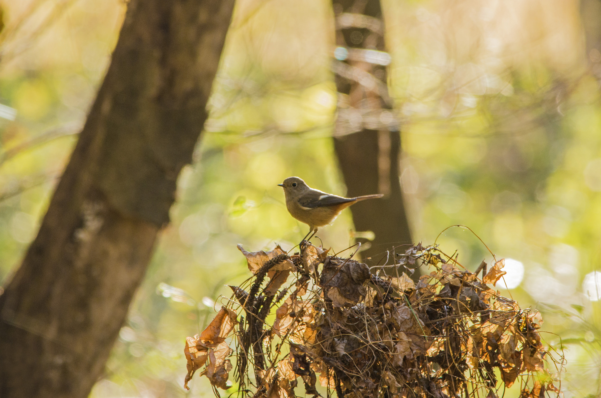 Sigma 150-500mm F5-6.3 DG OS HSM sample photo. Beauty of forest photography