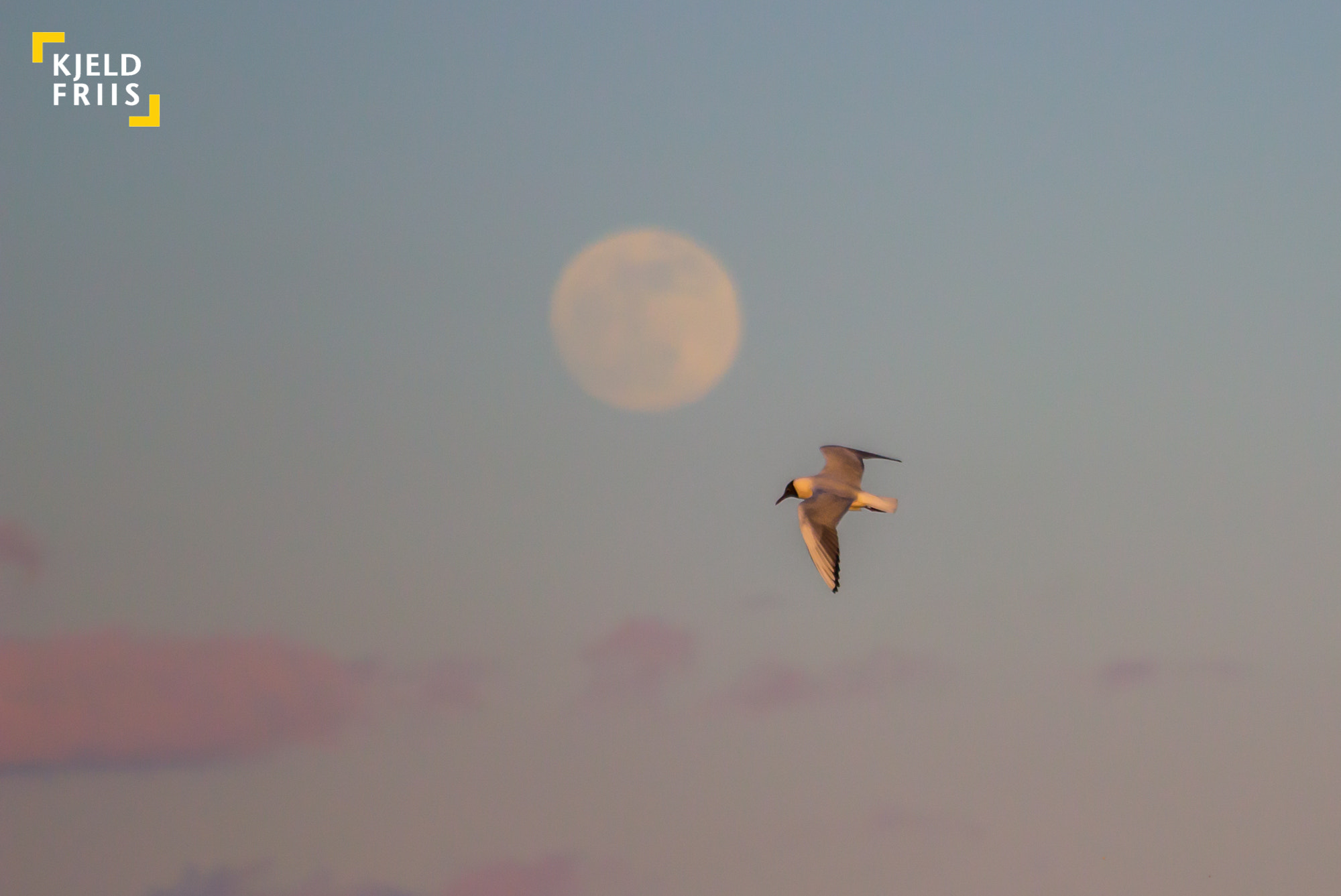 Canon EOS 600D (Rebel EOS T3i / EOS Kiss X5) sample photo. Full moon with bird photography