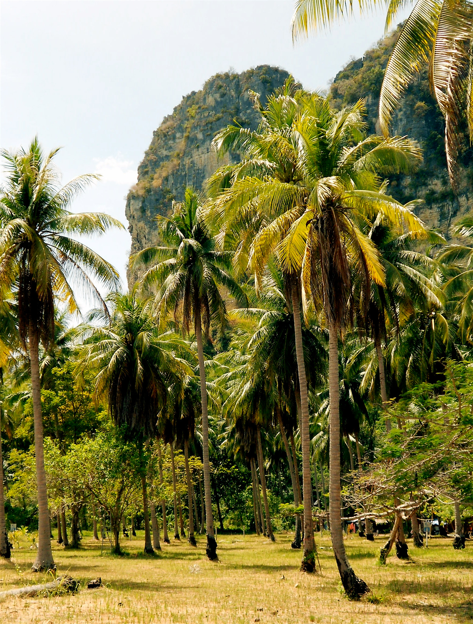 Nikon COOLPIX S4150 sample photo. Tropical palm grove photography