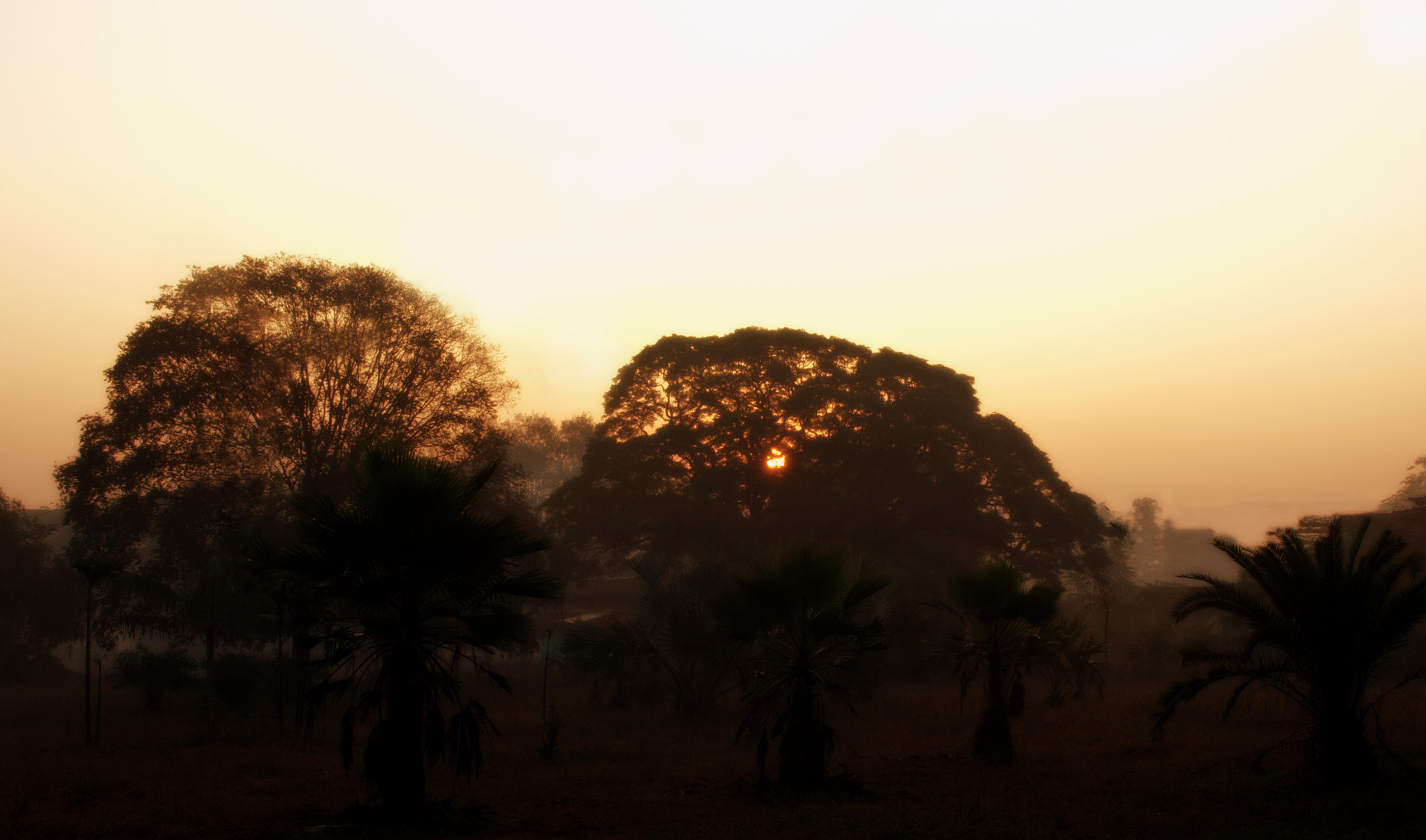 Canon EF 24-70mm F2.8L II USM sample photo. Sunrise over tree photography