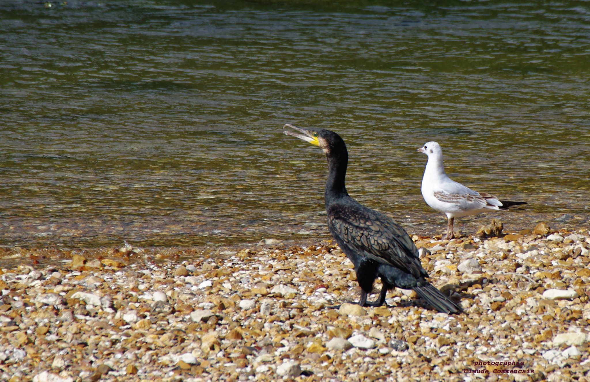 Sigma 50-500mm F4.5-6.3 DG OS HSM sample photo. Le cormoran et la mouette photography