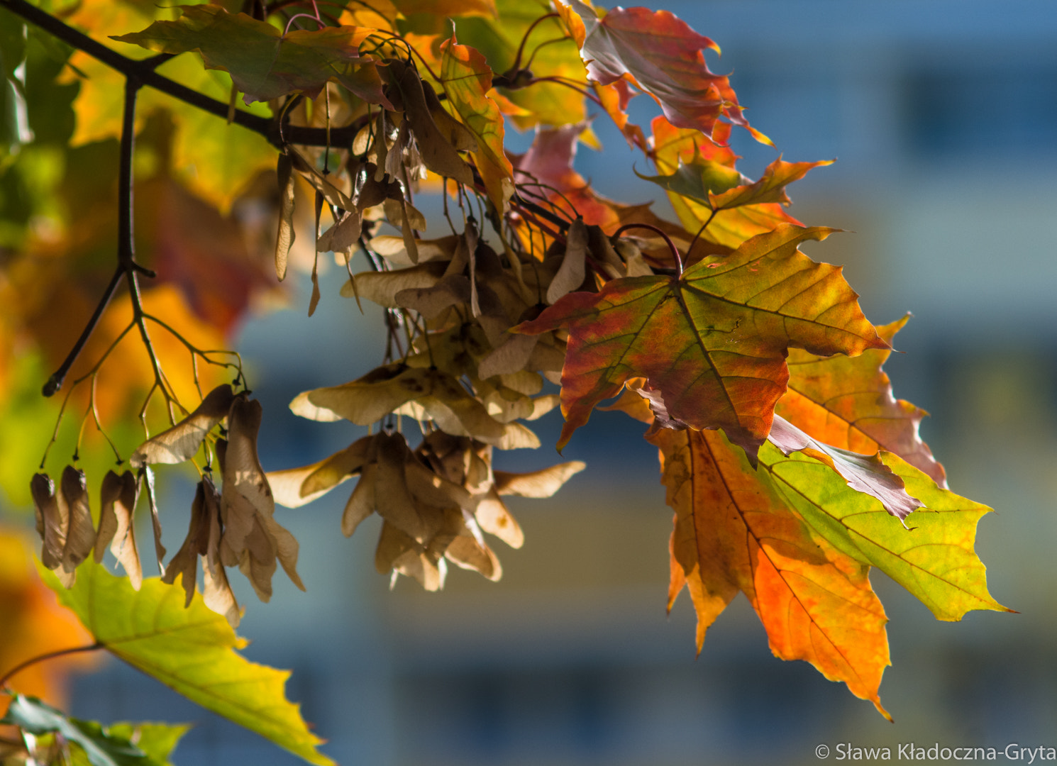 Nikon D7100 + AF Zoom-Nikkor 70-210mm f/4 sample photo. Autumn photography