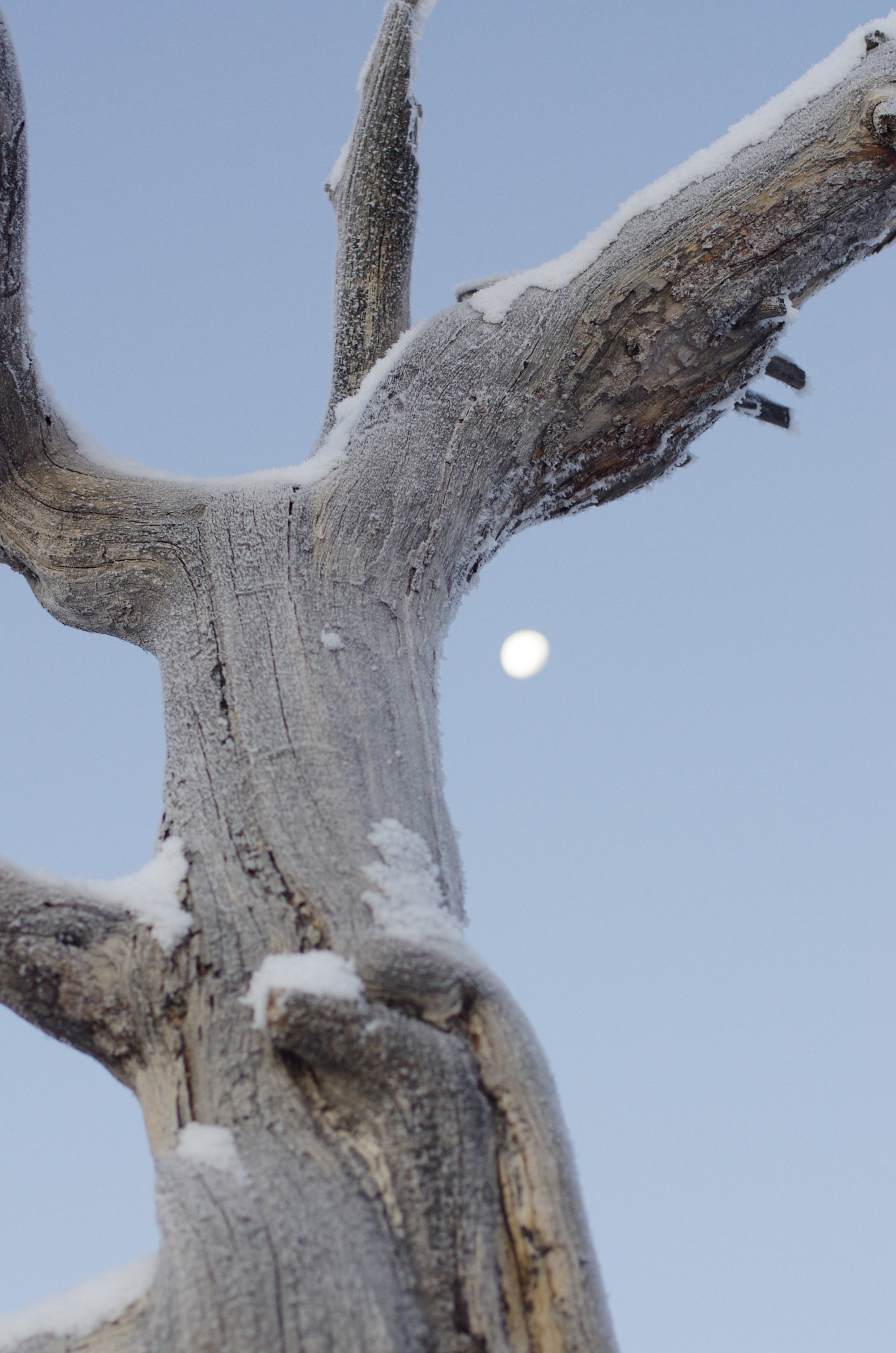 Pentax K-5 + Pentax smc DA* 55mm F1.4 SDM sample photo. Frozen photography