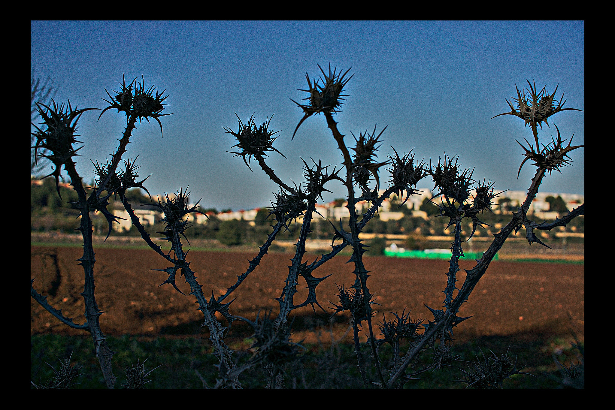 Sony Alpha NEX-5N + Sigma 30mm F2.8 EX DN sample photo. Thorny (not horny) photography