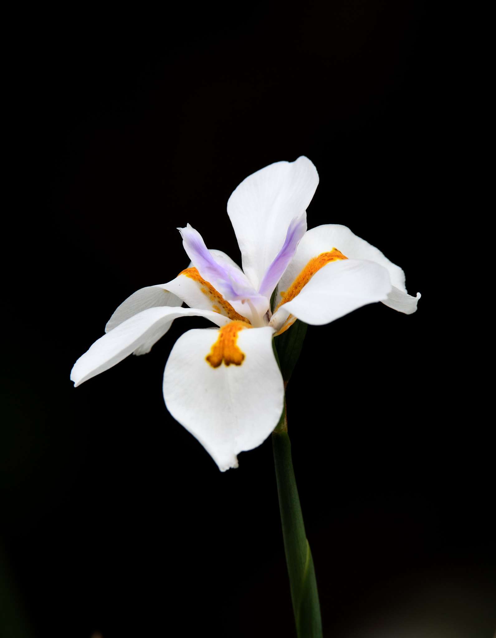 Canon EOS 5DS sample photo. Alone photography