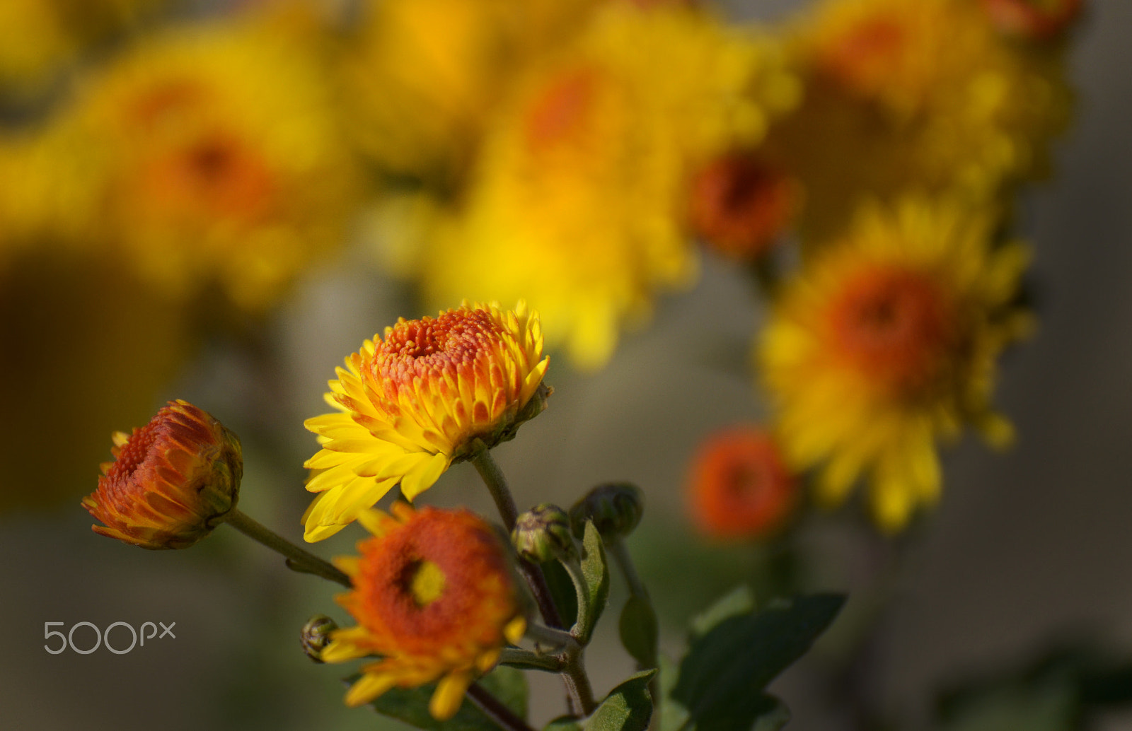 AF Zoom-Nikkor 28-70mm f/3.5-4.5D sample photo. Soon to be sun photography