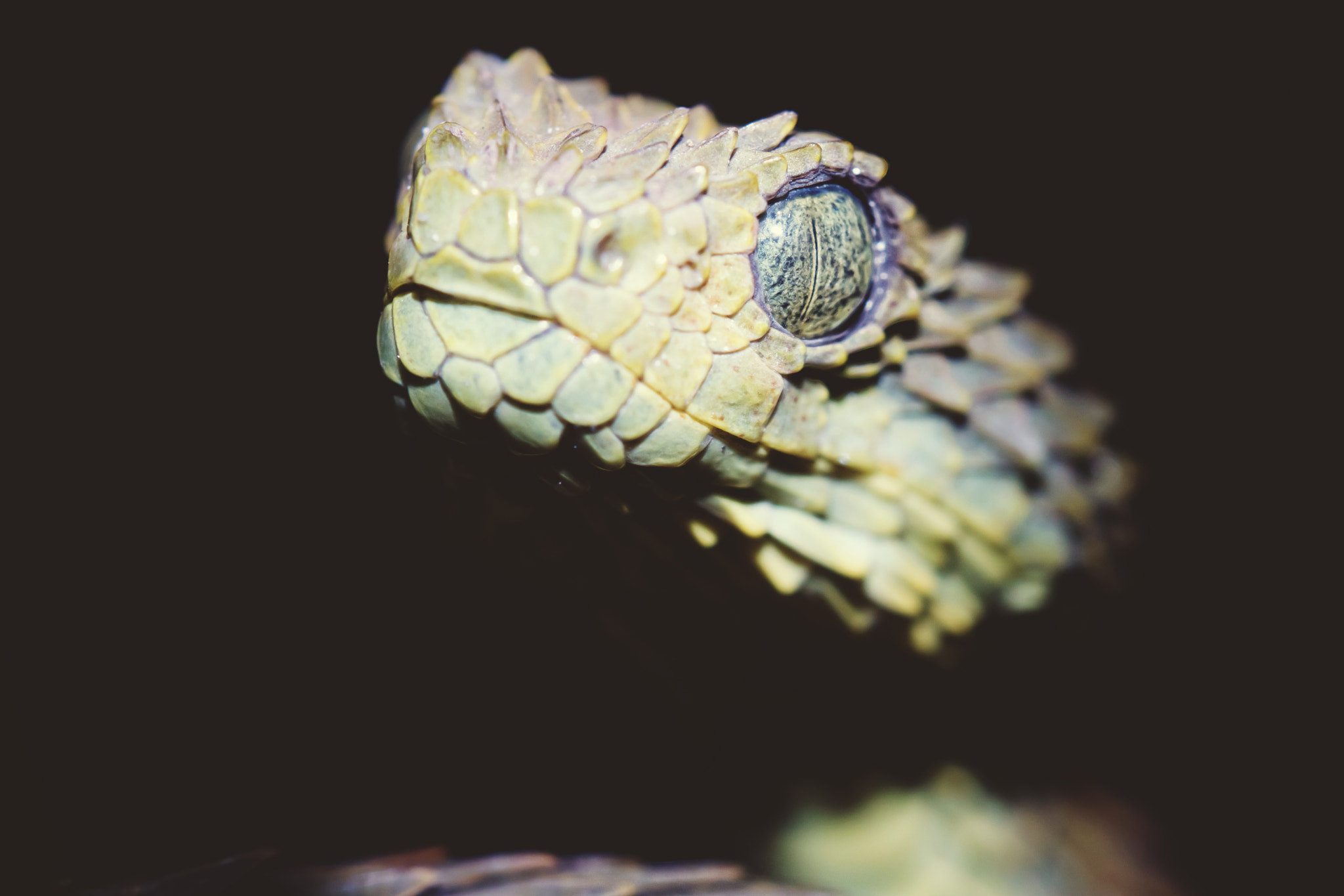 Tamron SP AF 180mm F3.5 Di LD (IF) Macro sample photo. Bush-viper photography