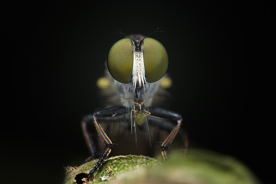 Sigma 150mm f/2.8 EX DG OS HSM APO Macro sample photo. Tatap mata saya photography