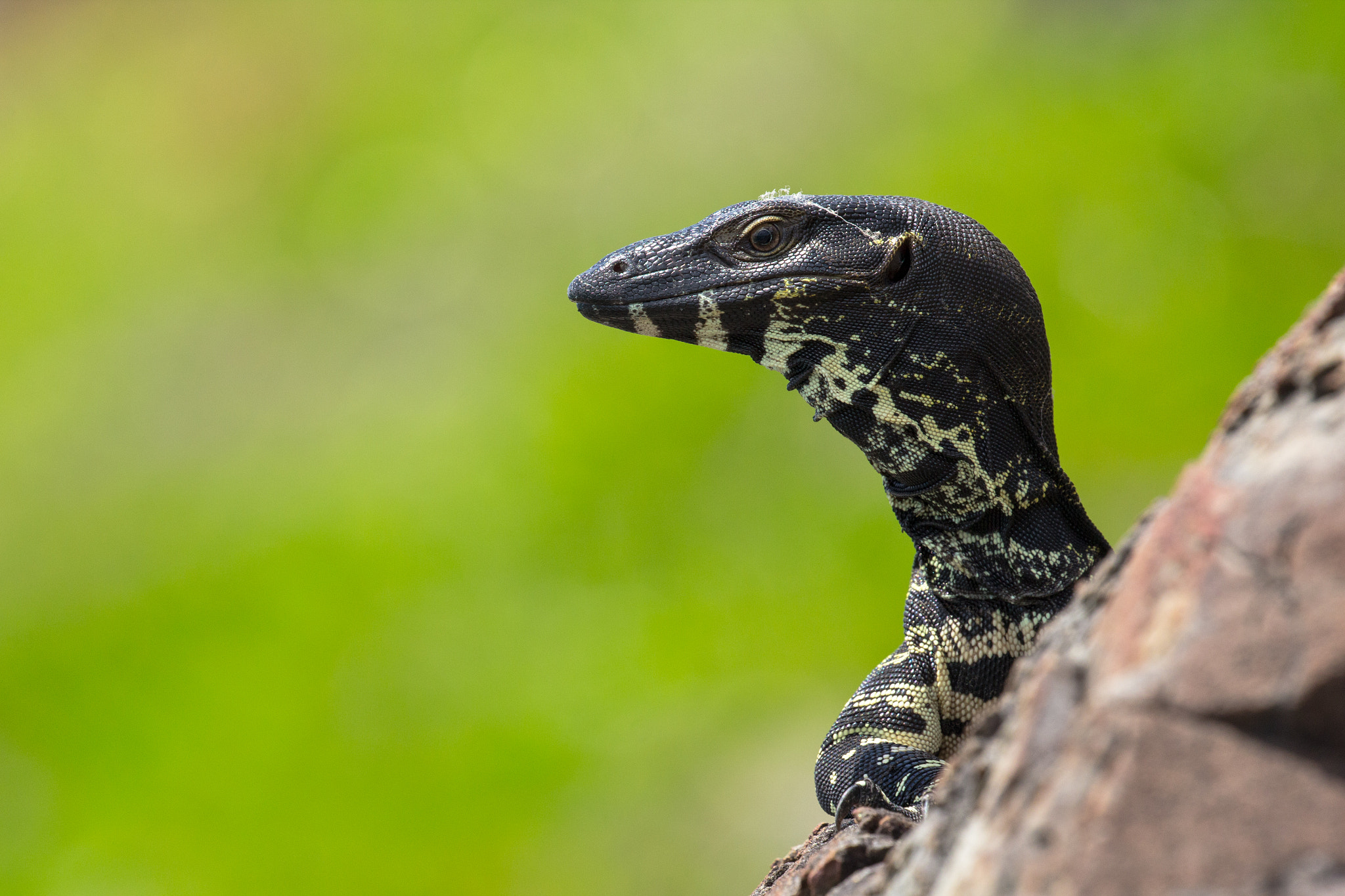 Canon EOS 60D + Canon EF 100-400mm F4.5-5.6L IS II USM sample photo. Lace monitor photography