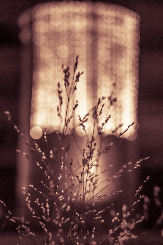 Canon EF 28-80mm f/3.5-5.6 sample photo. Graminées photography