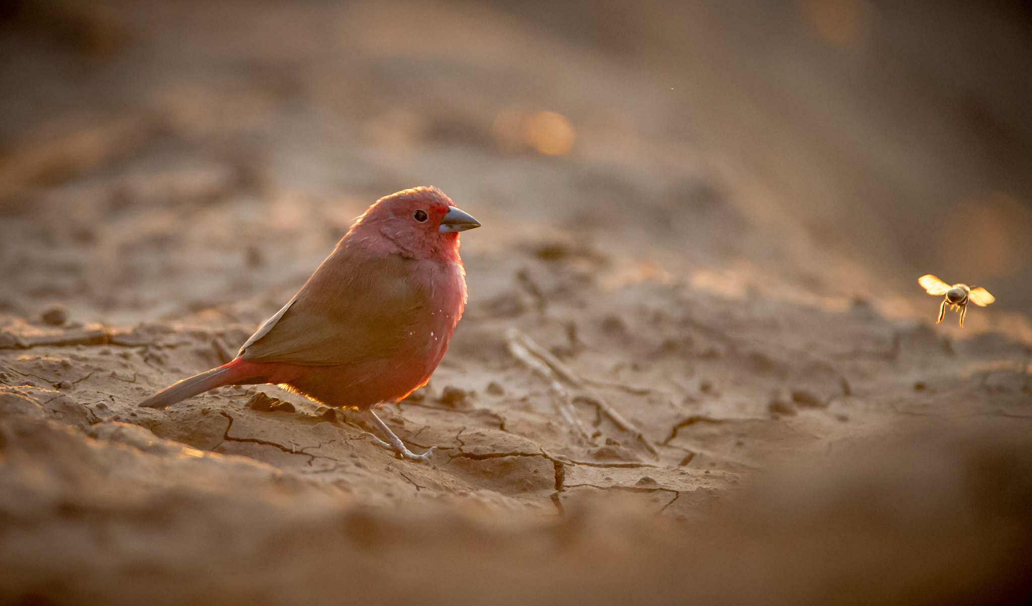 Nikon D3S sample photo. Jameson's firefinch & companion photography