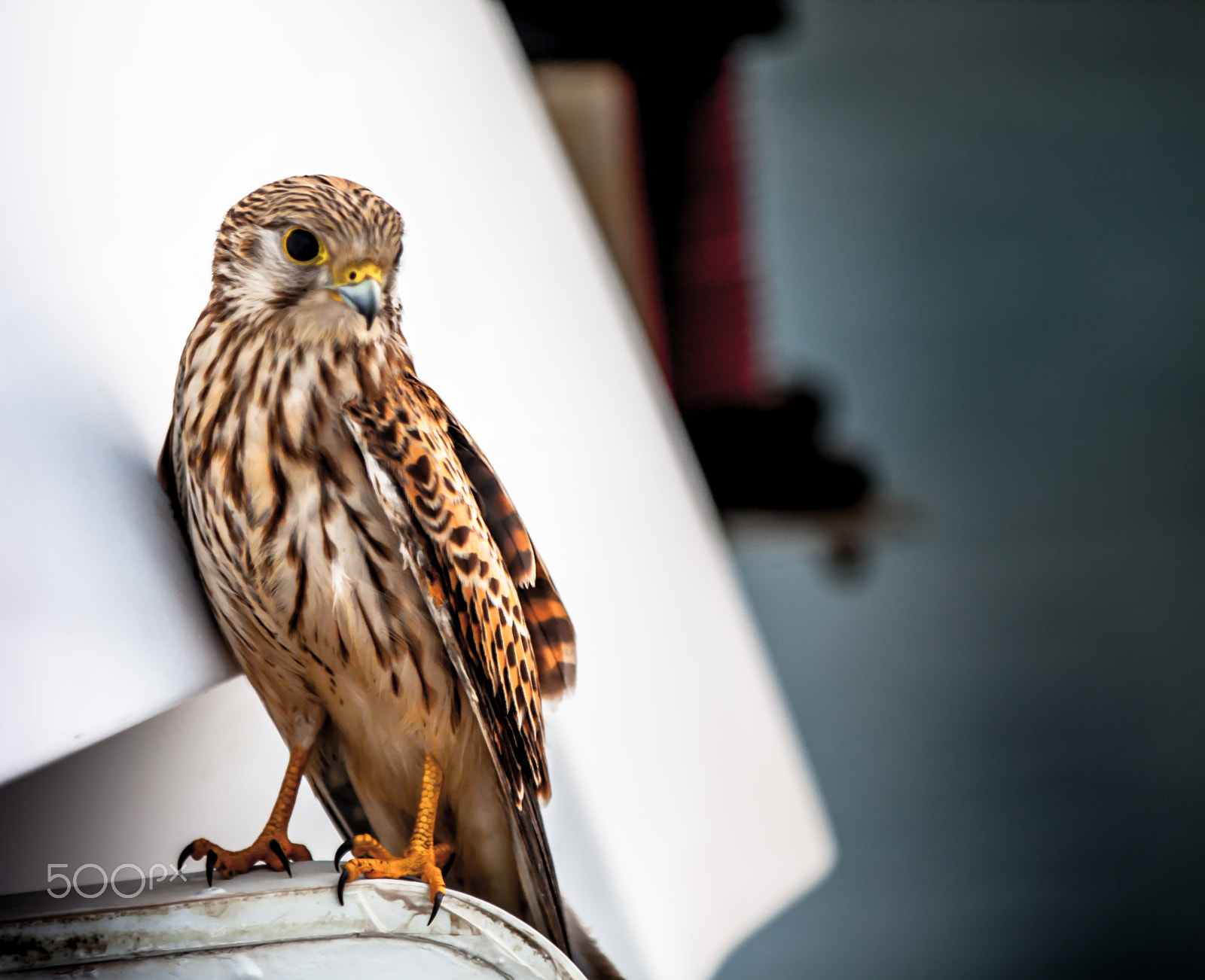 Canon EF 70-200mm F2.8L IS II USM sample photo. Red sea falcon photography
