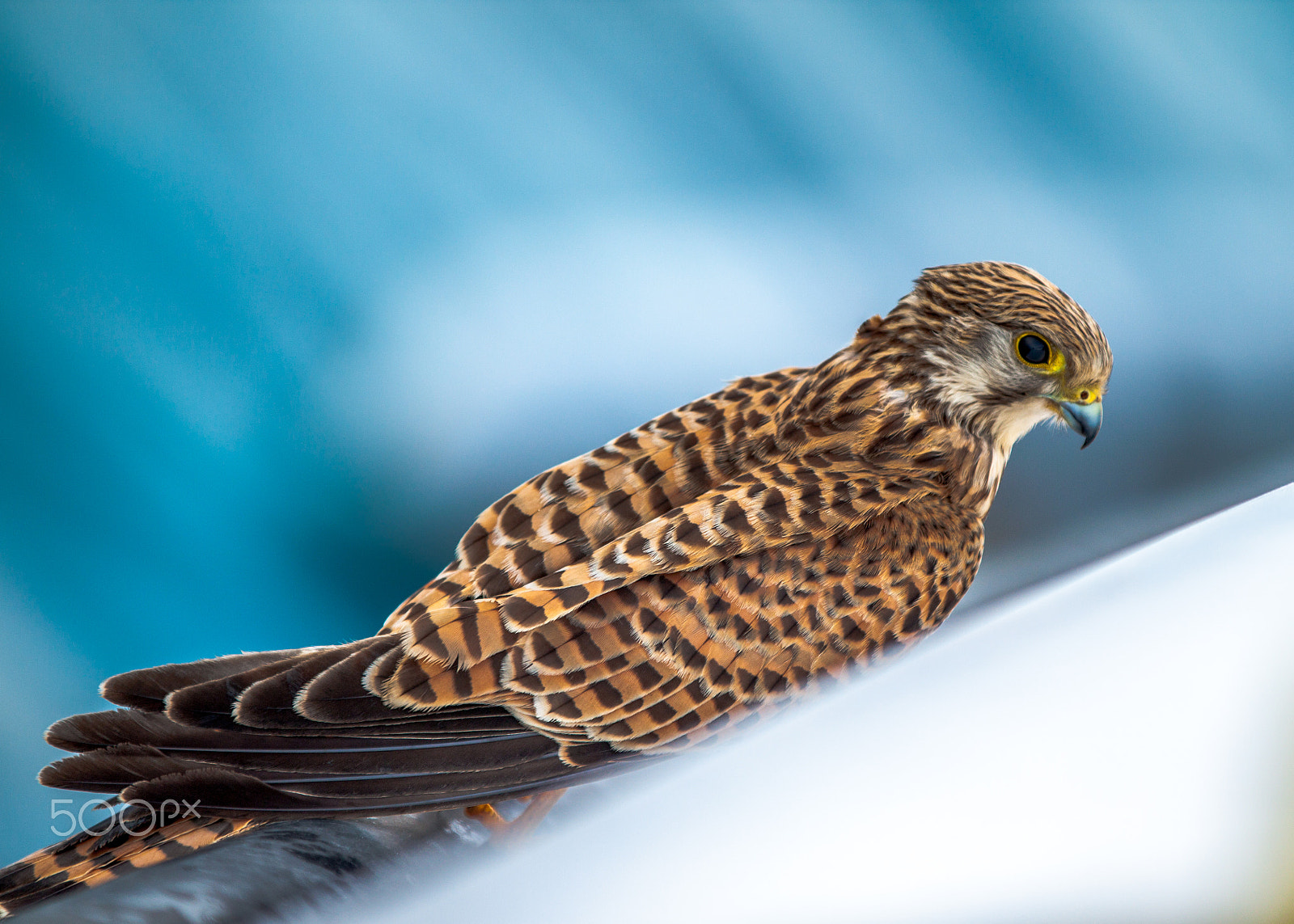 Canon EF 70-200mm F2.8L IS II USM sample photo. Red sea falcon photography