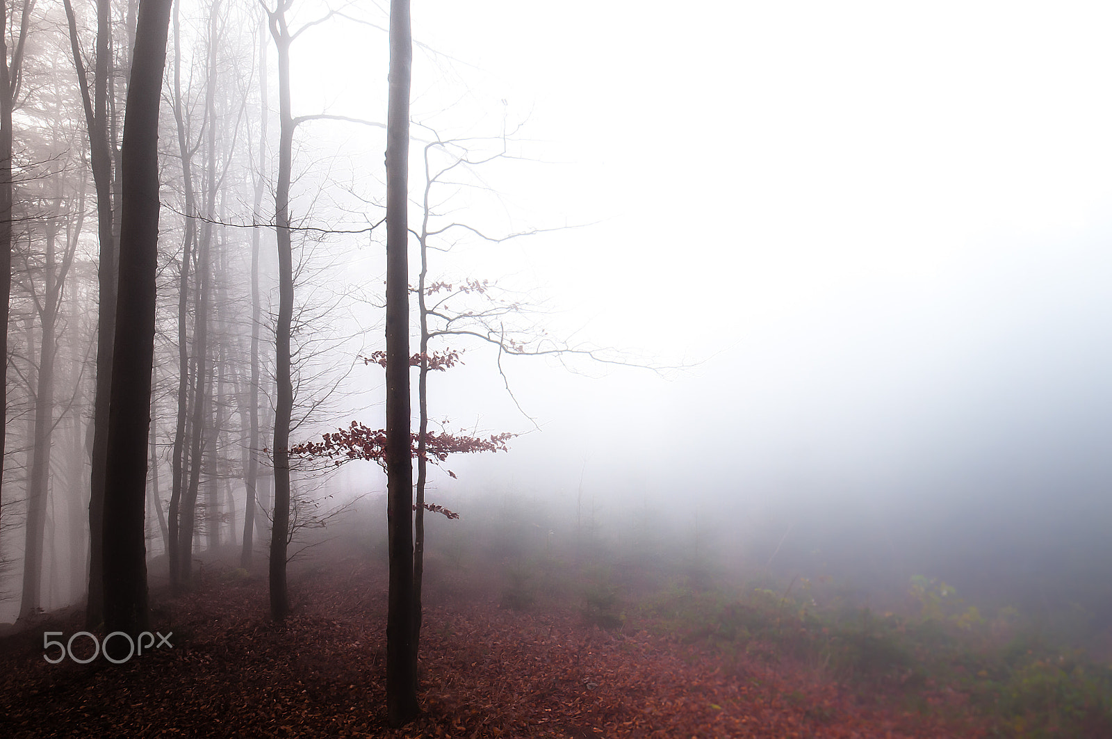 Nikon AF-S Nikkor 16-35mm F4G ED VR sample photo. Fog photography