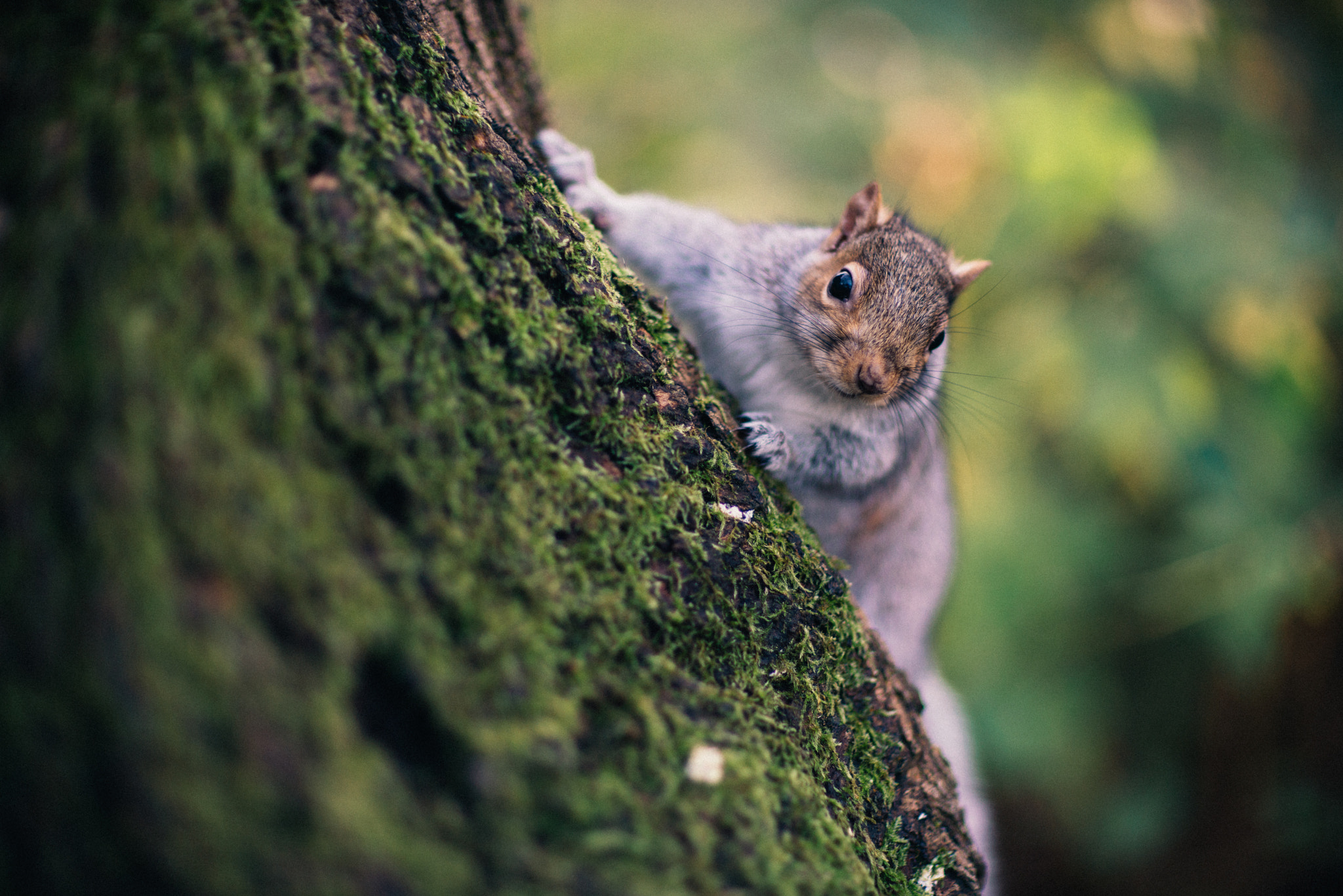 Sony a7R II + Canon EF 85mm F1.2L II USM sample photo. Squirrel hunting photography