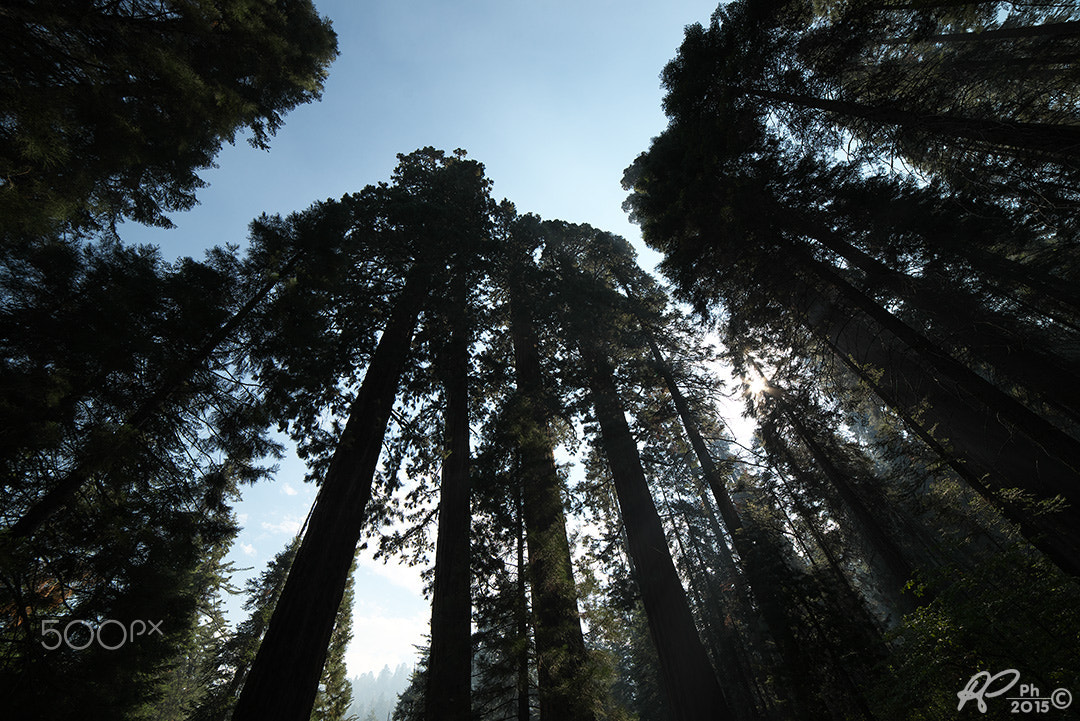 14mm F/2.8-1.4 D sample photo. Sequoia trees photography