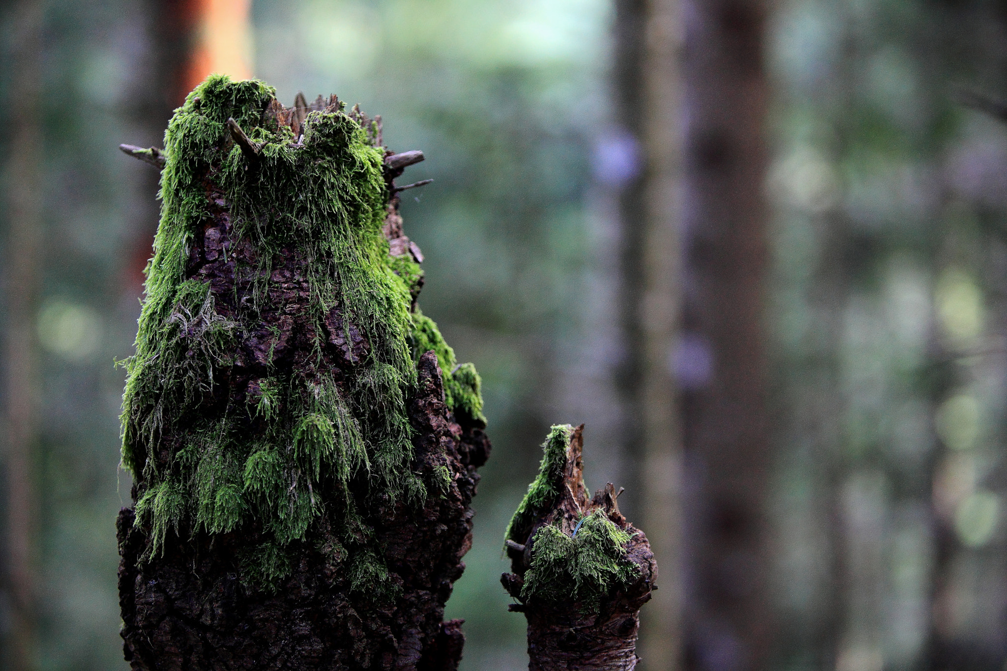 Canon EF 70-200mm F2.8L IS USM sample photo. Tulelok photography