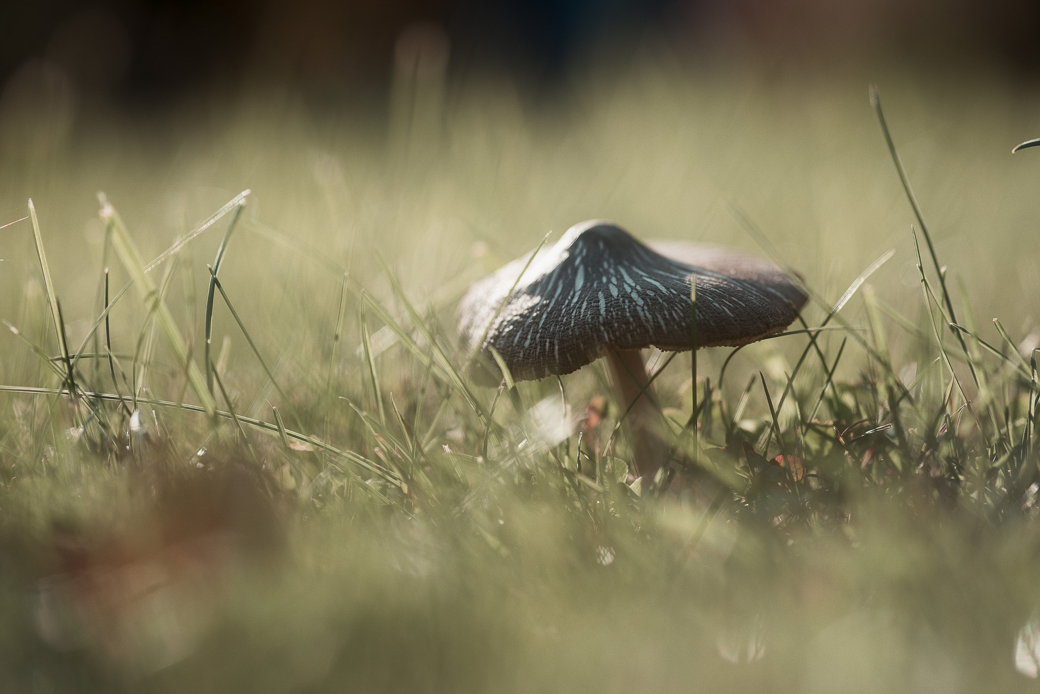 Nikon D610 + Sigma 105mm F2.8 EX DG Macro sample photo. Mushroom photography