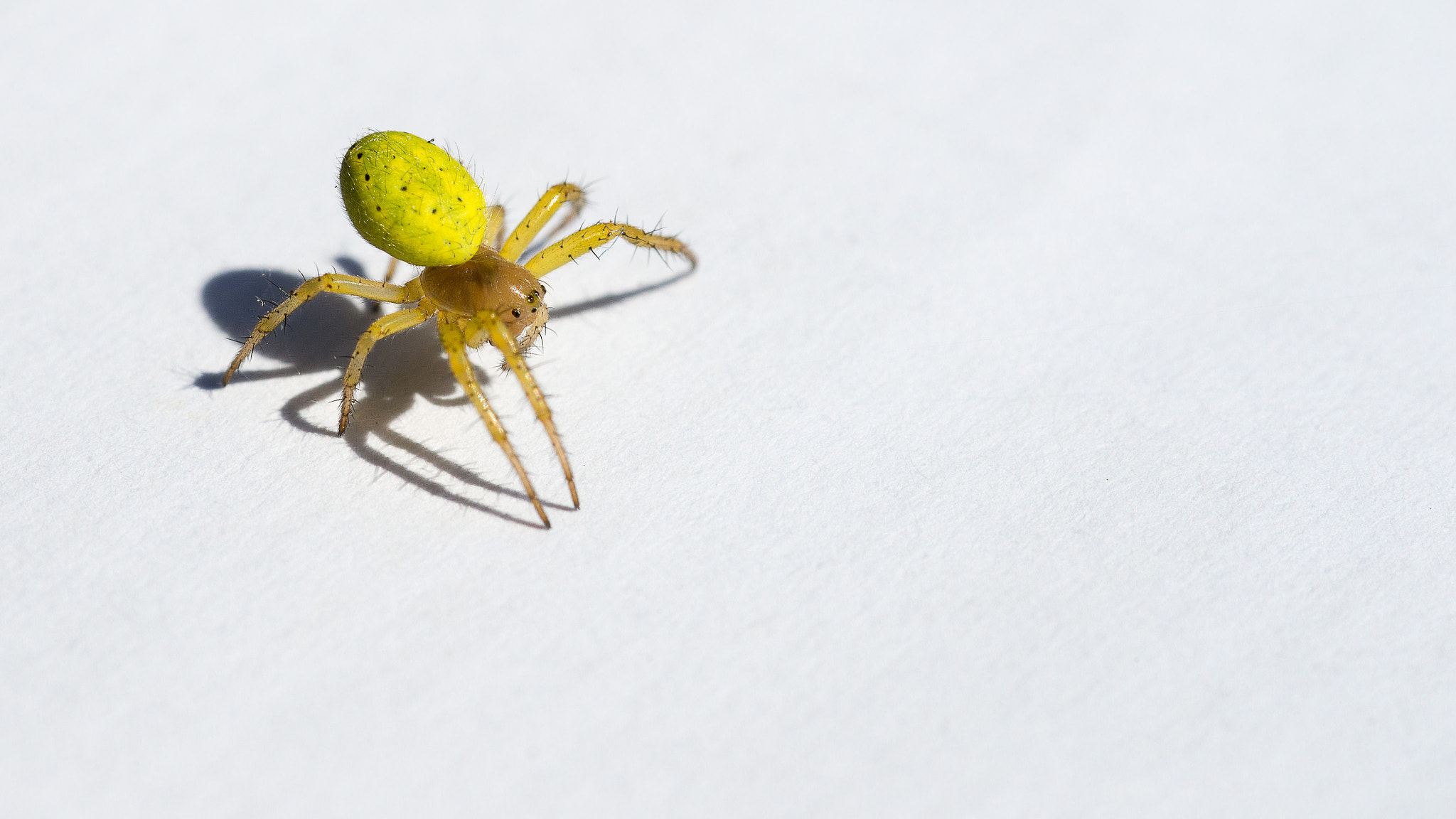 Nikon D610 + Sigma 105mm F2.8 EX DG Macro sample photo. Ready... photography