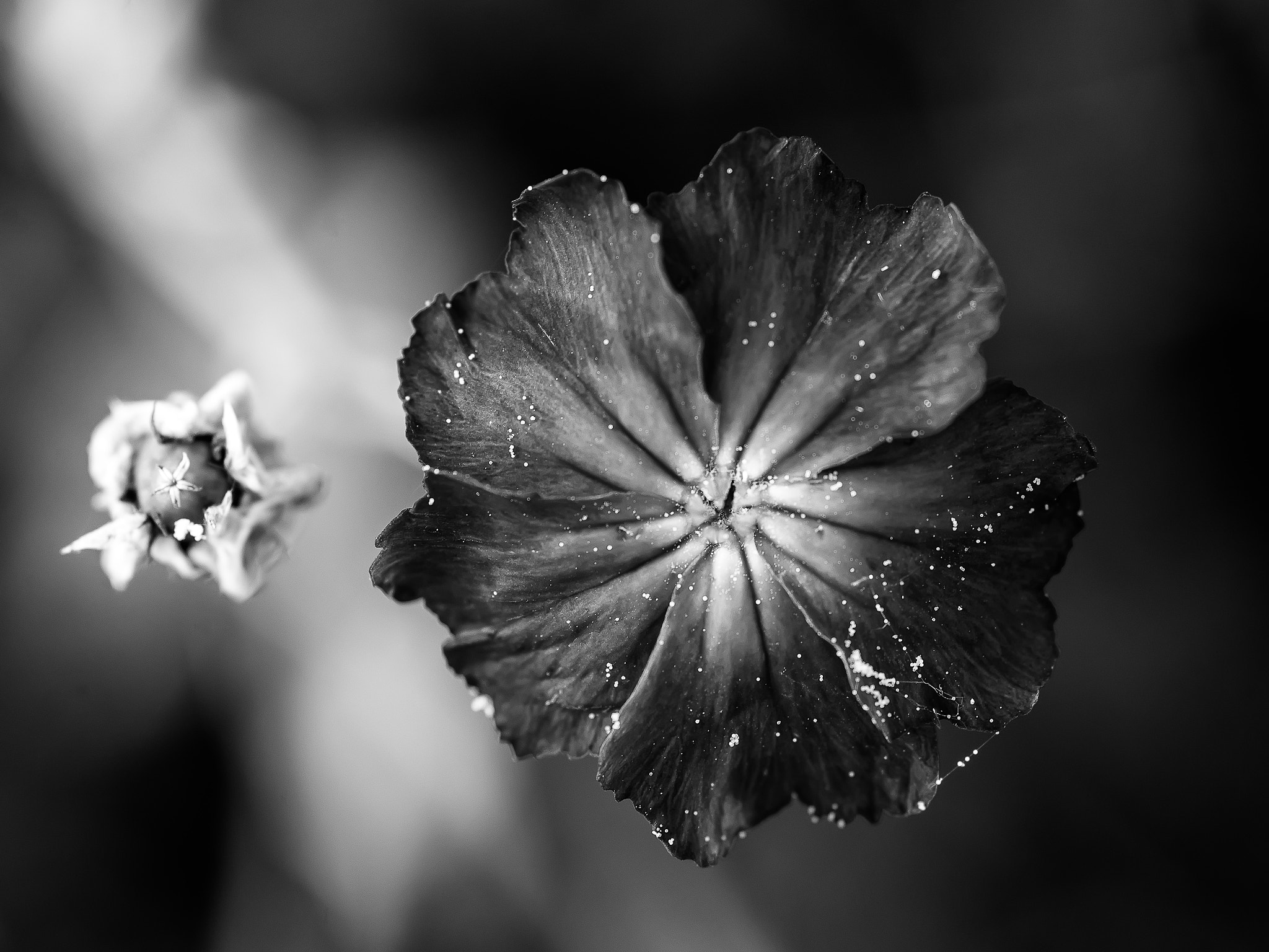 Nikon D610 + Sigma 105mm F2.8 EX DG Macro sample photo. Bipolar photography
