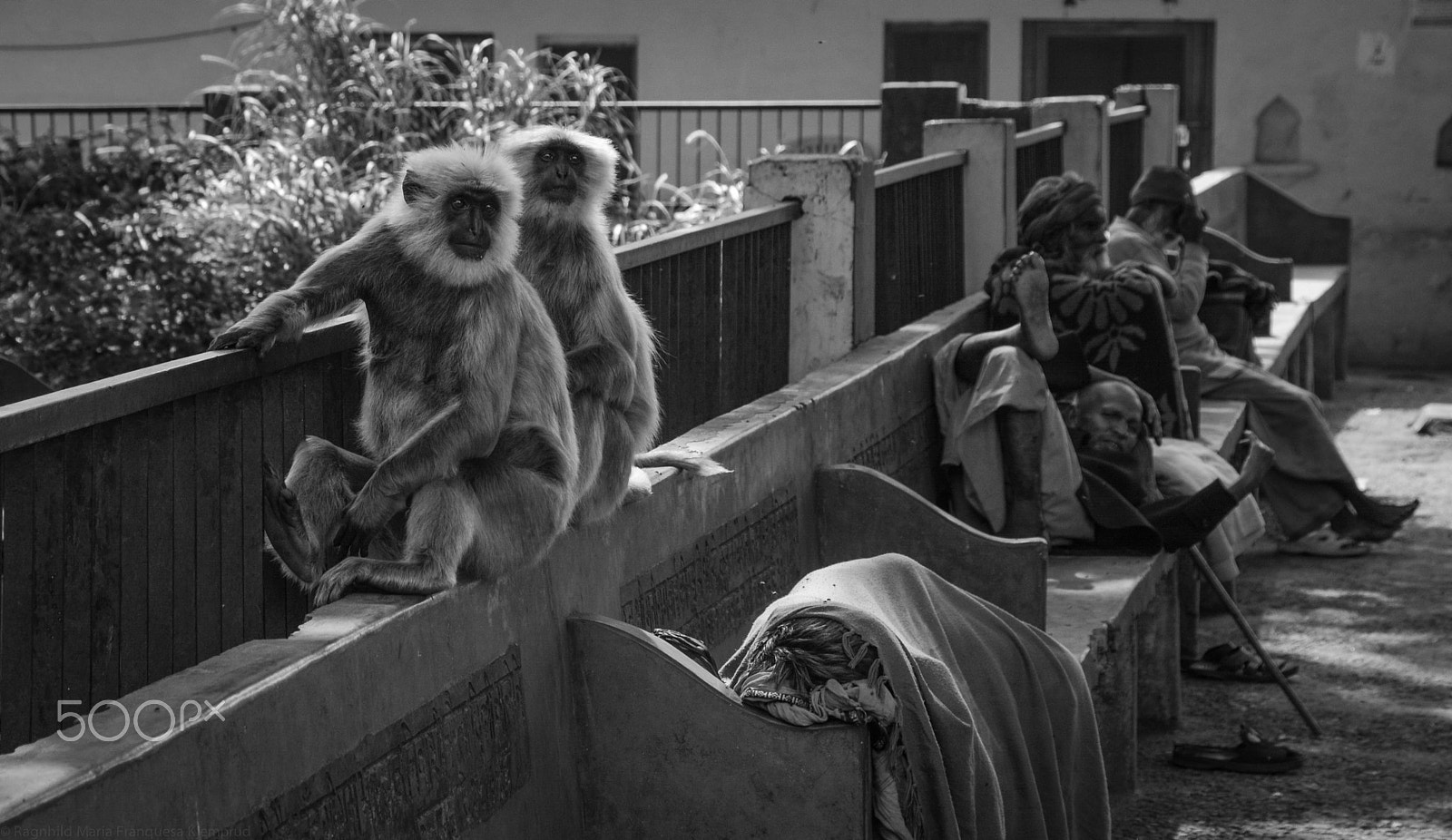 Sigma 18-200mm F3.5-6.3 II DC OS HSM sample photo. Coping with the heat photography