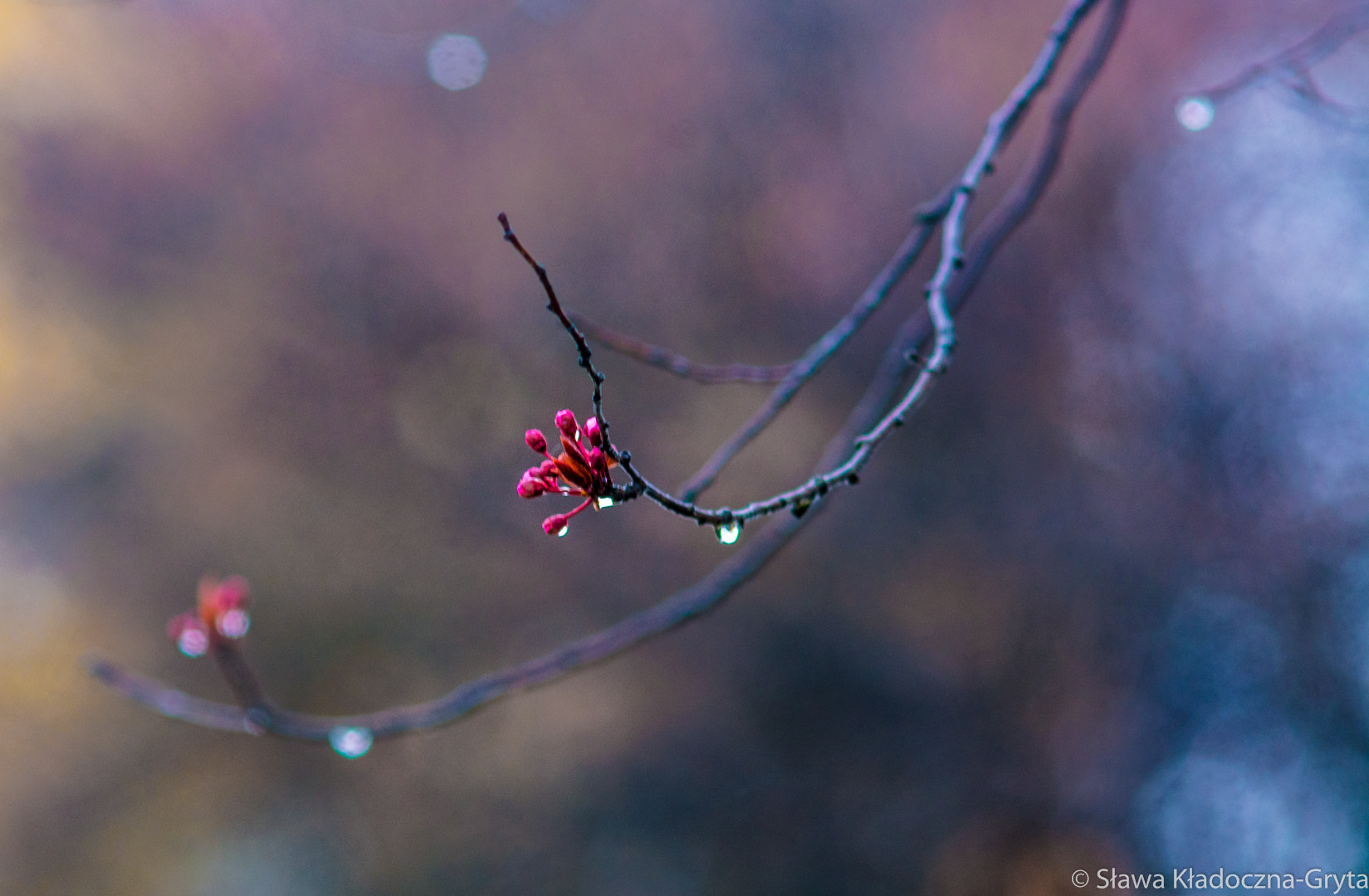 Nikon D7100 + AF Zoom-Nikkor 70-210mm f/4 sample photo. Rain photography