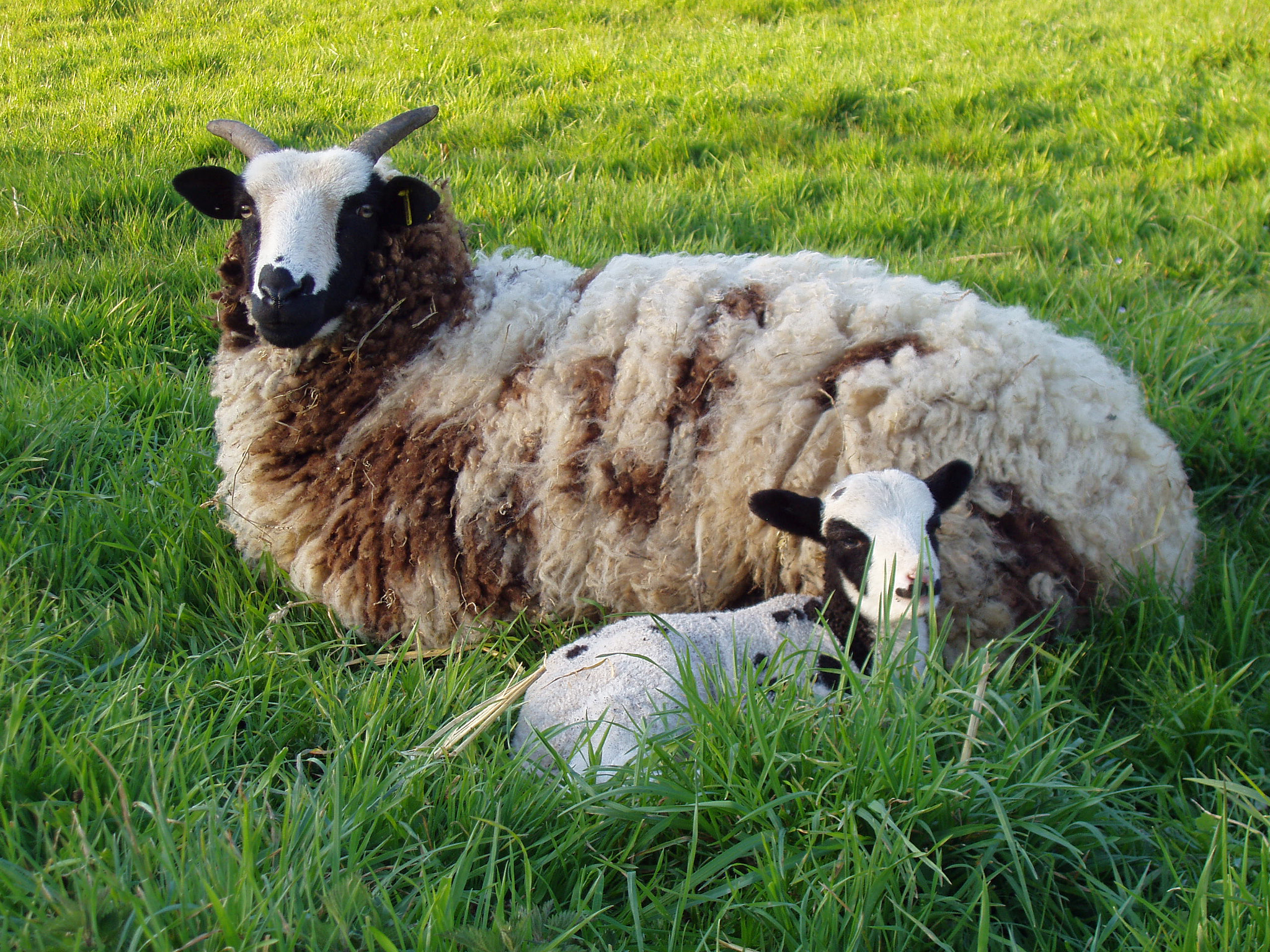 Olympus X-2,C-50Z sample photo. Ewe and lamb resting together photography