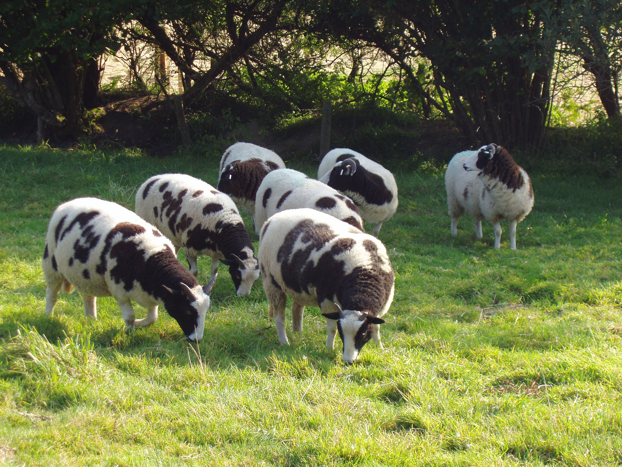 Olympus X-2,C-50Z sample photo. Ewes grazing photography