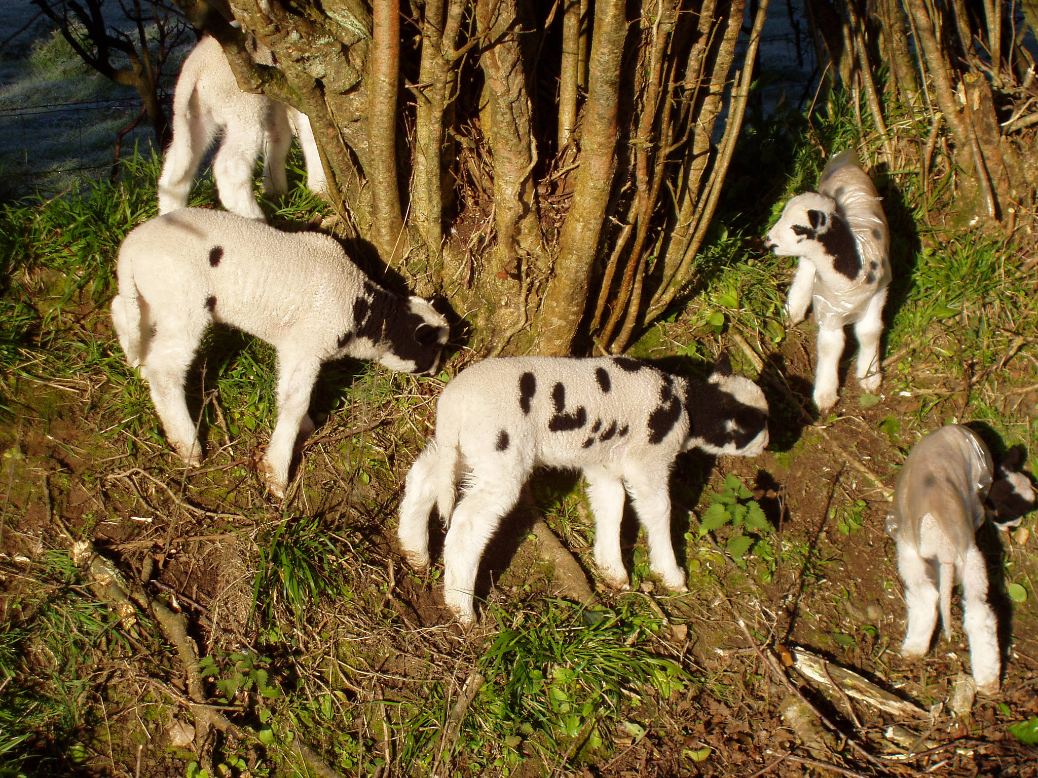 Olympus X-2,C-50Z sample photo. Lambs playing in the morning photography