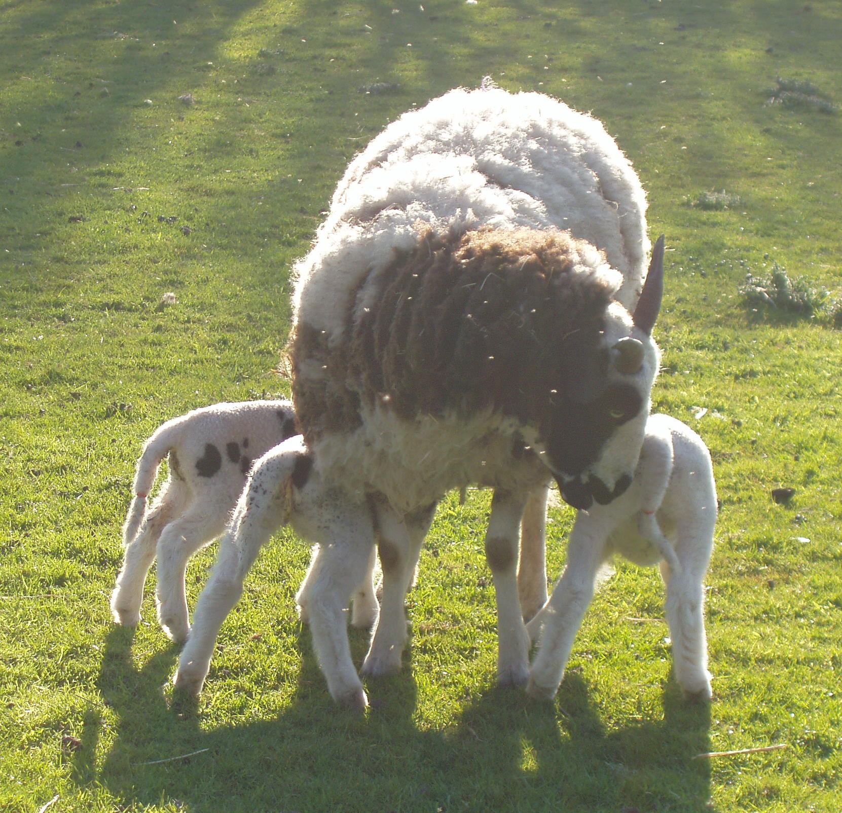 Olympus X-2,C-50Z sample photo. Missy with triplets photography