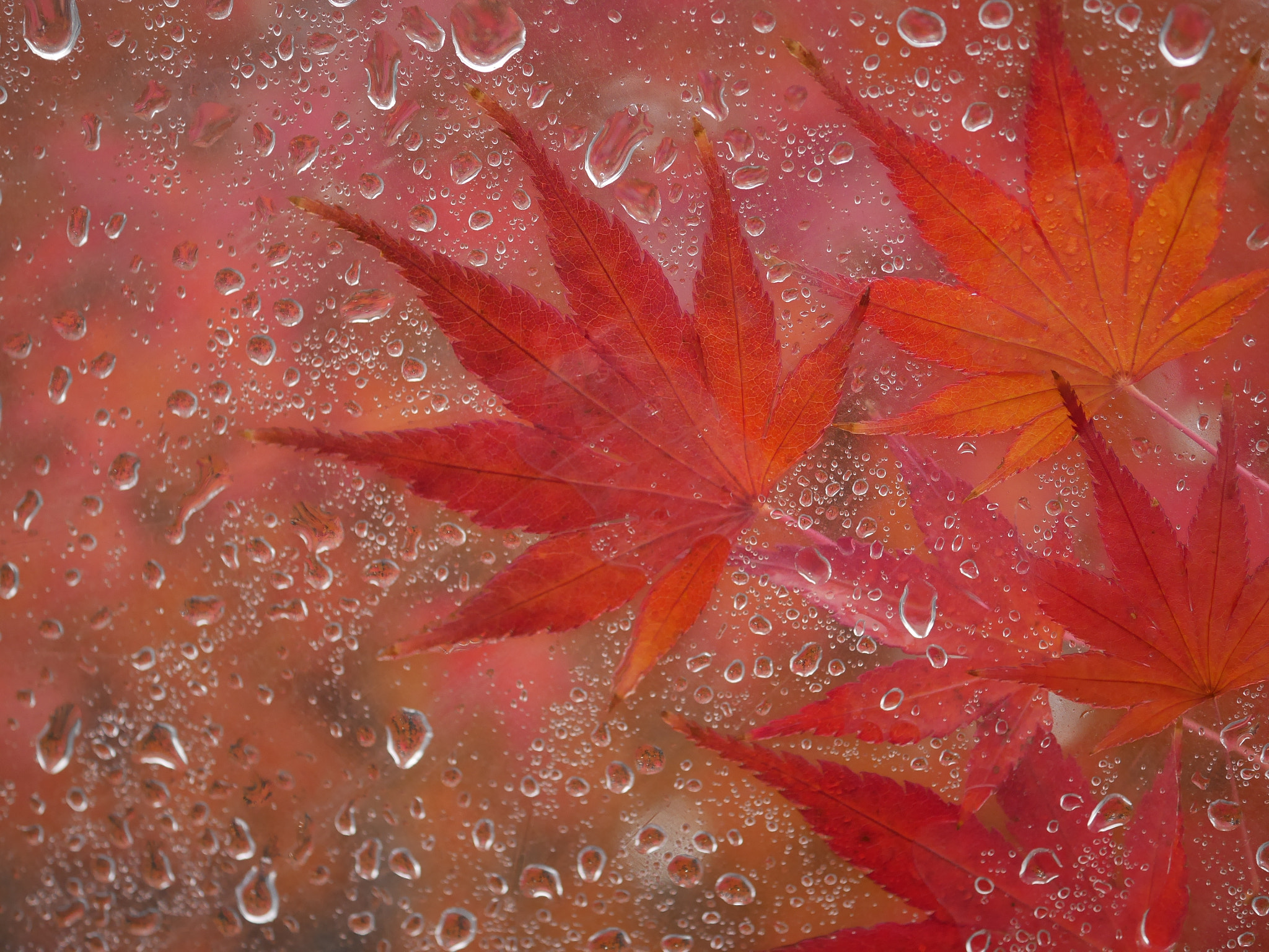 Panasonic Lumix G Macro 30mm F2.8 ASPH Mega OIS sample photo. Autumn colours photography
