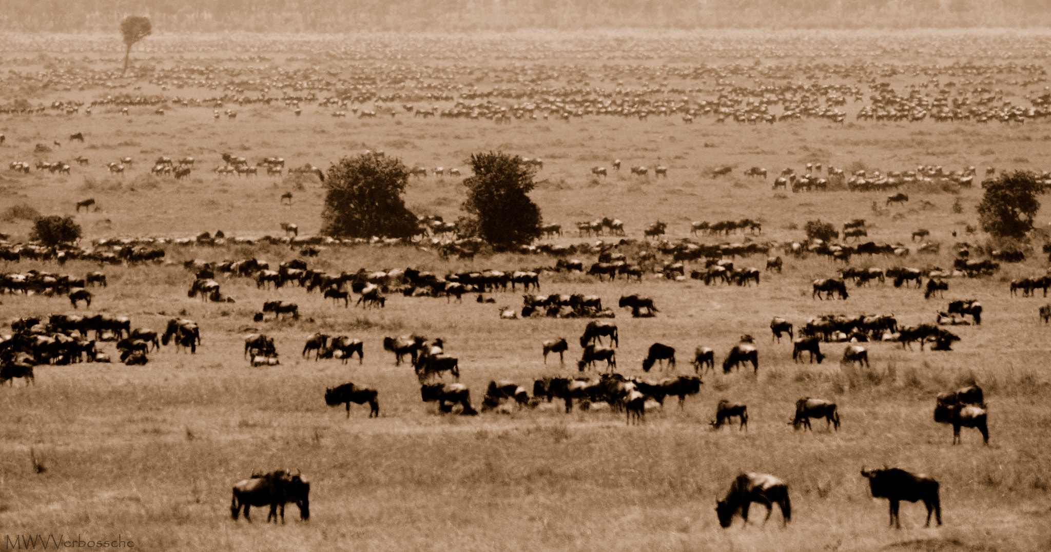 Nikon D300S + Nikon AF-S Nikkor 200-400mm F4G ED VR II sample photo. Wildebeest in the heat of the day photography