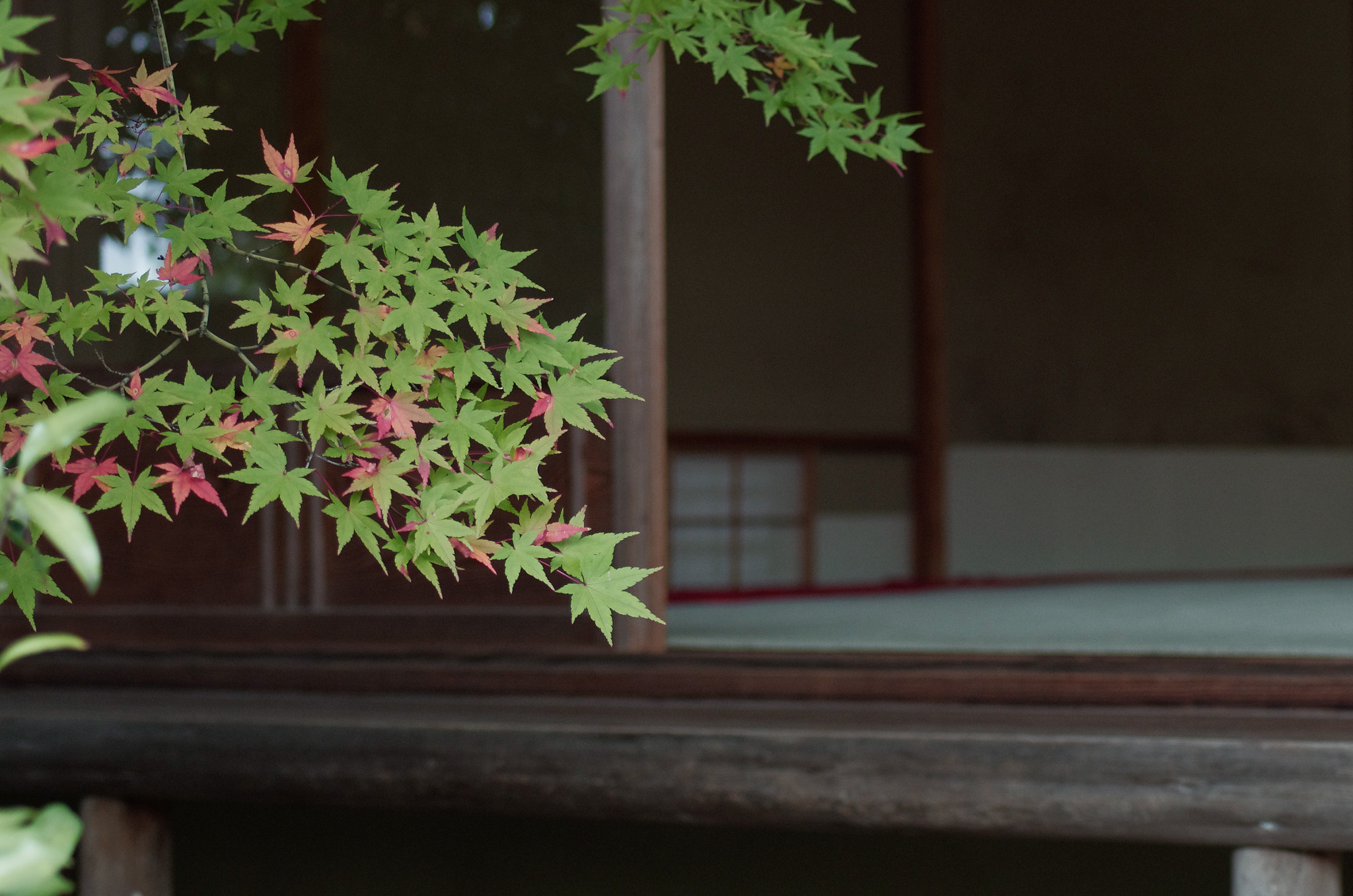 Tamron AF 70-300mm F4-5.6 Di LD Macro sample photo. Taizo in photography