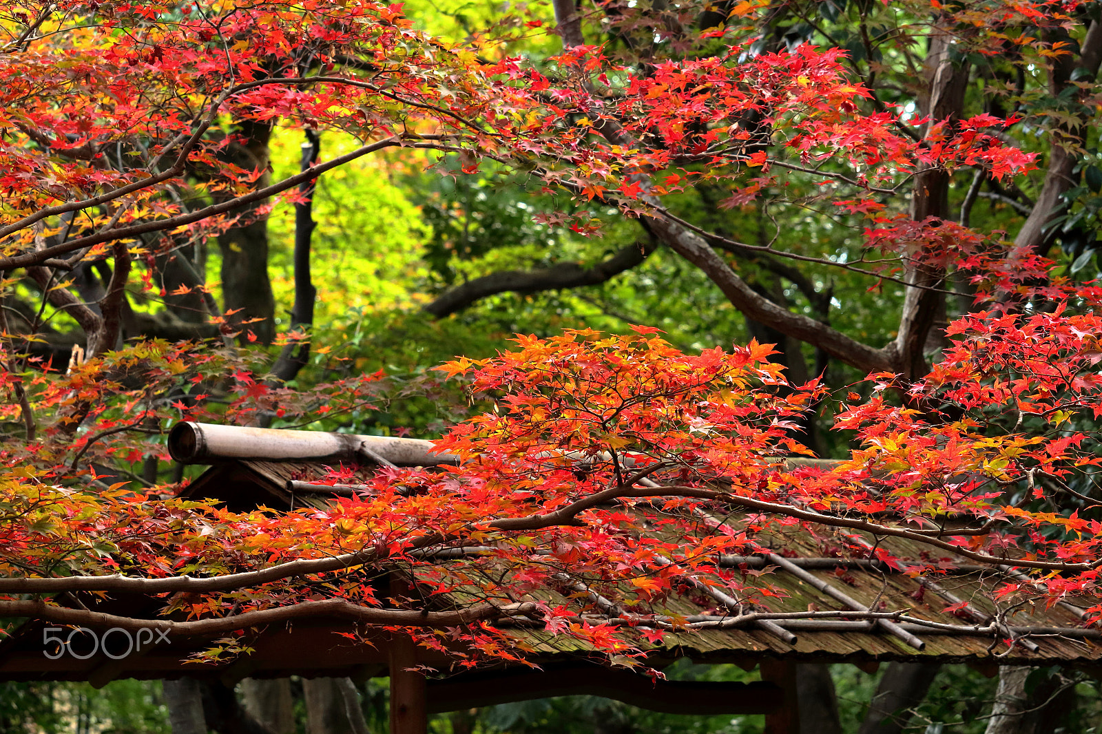 Canon EOS 100D (EOS Rebel SL1 / EOS Kiss X7) sample photo. Decorated gate photography