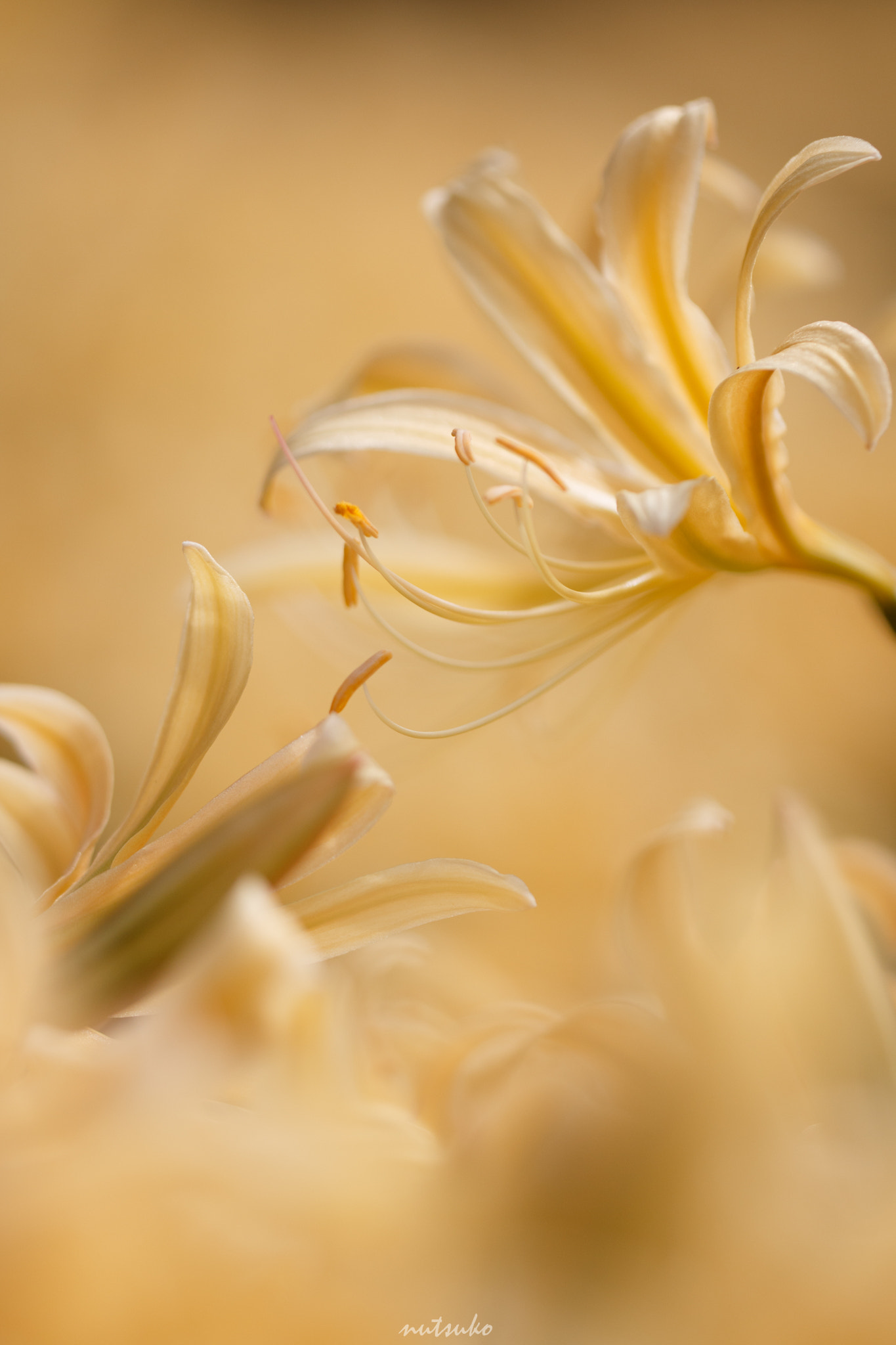 Sigma APO Macro 150mm f/2.8 EX DG HSM sample photo. Yellow lily photography