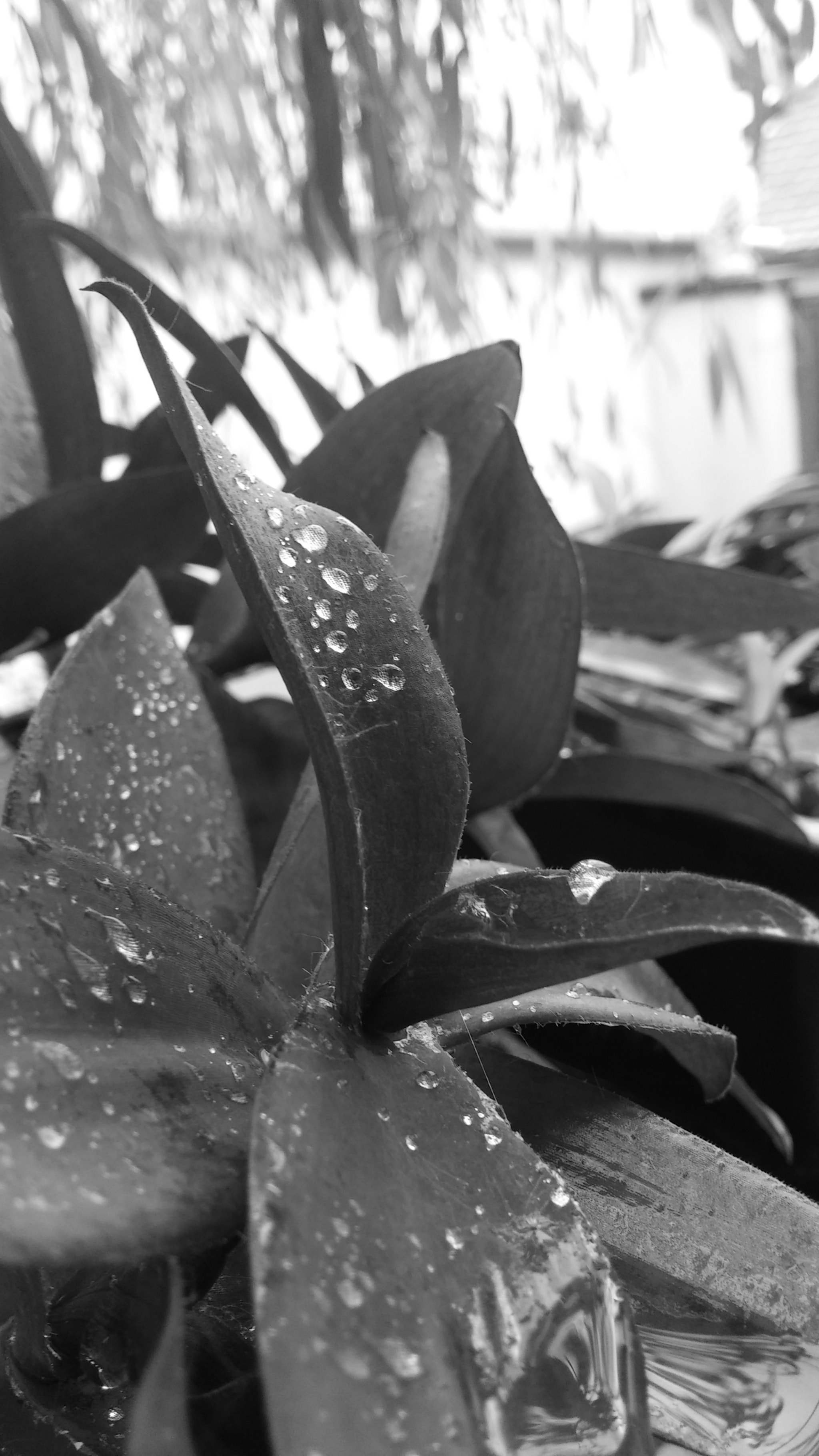 LG G FLEX sample photo. Black&white photography