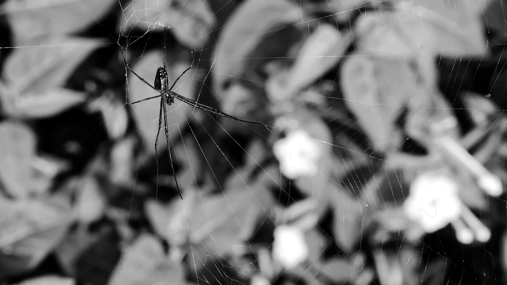 Sony Alpha NEX-7 + Sony E 35mm F1.8 OSS sample photo. Darth spider photography