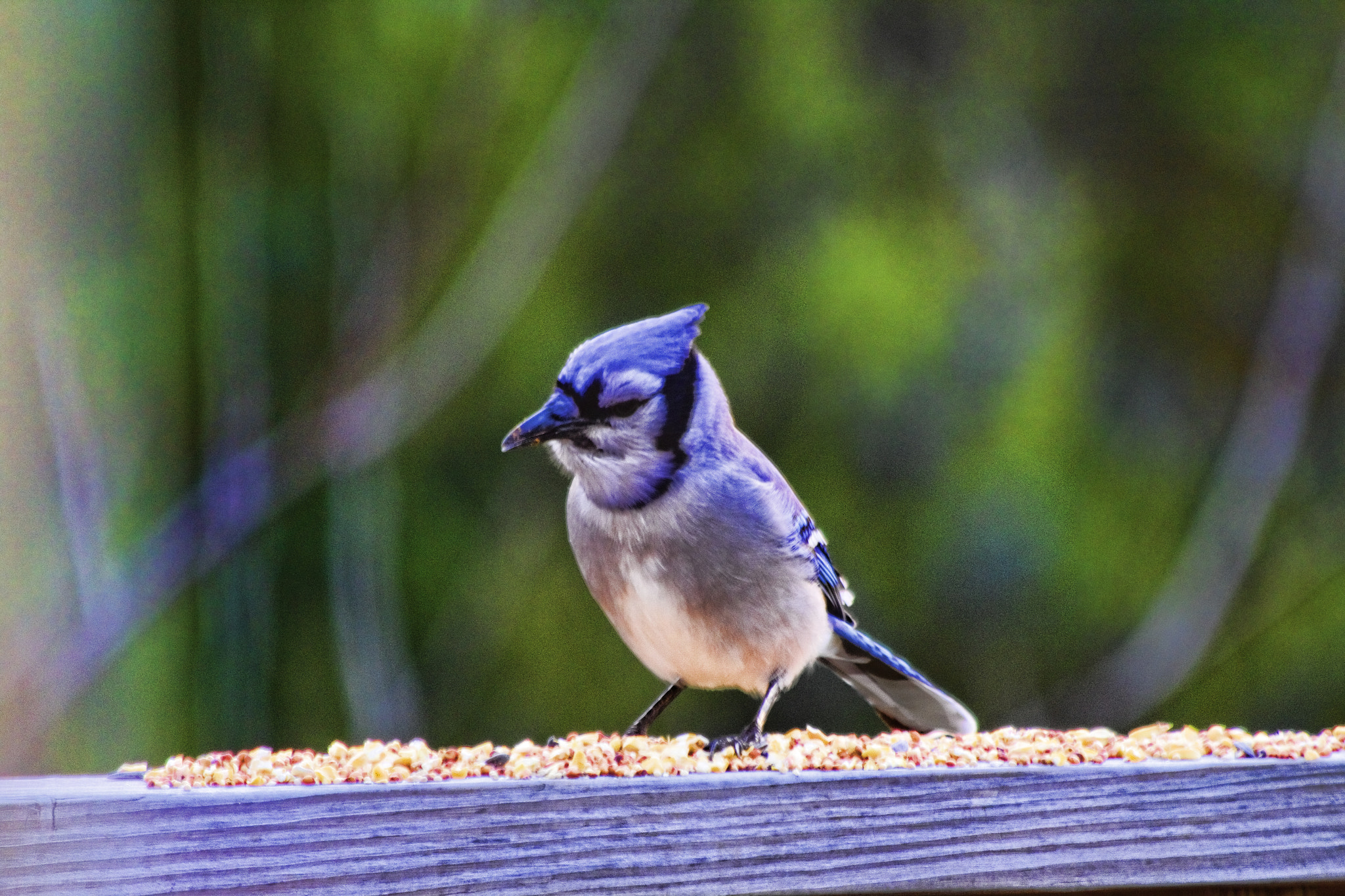 Canon EF 70-300mm F4-5.6 IS USM sample photo. Jay photography