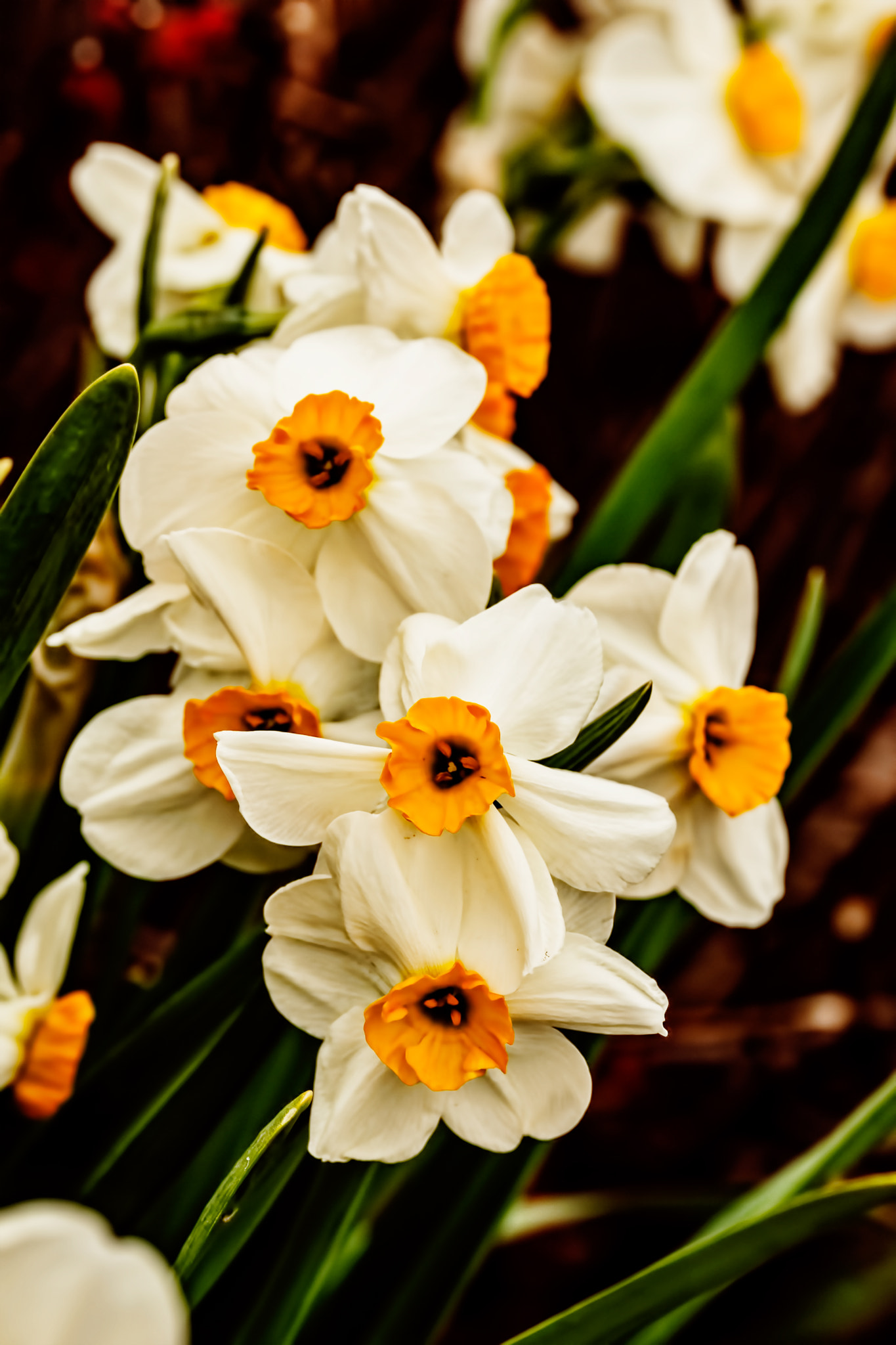 Sigma 105mm F2.8 EX DG OS HSM sample photo. Narcissus papillon blanc photography