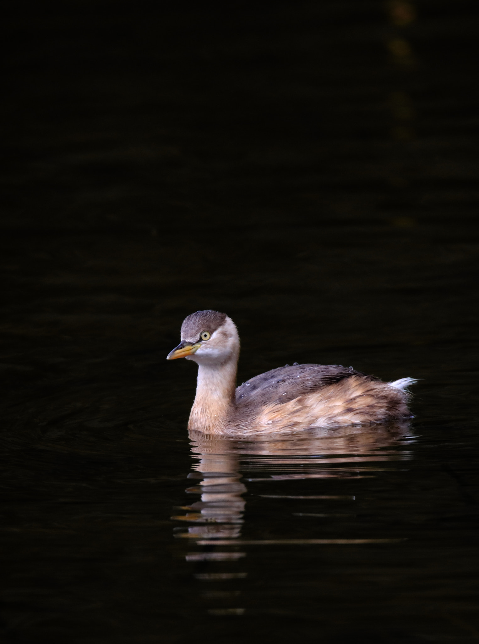 Canon EOS 5DS sample photo. Little grebe photography