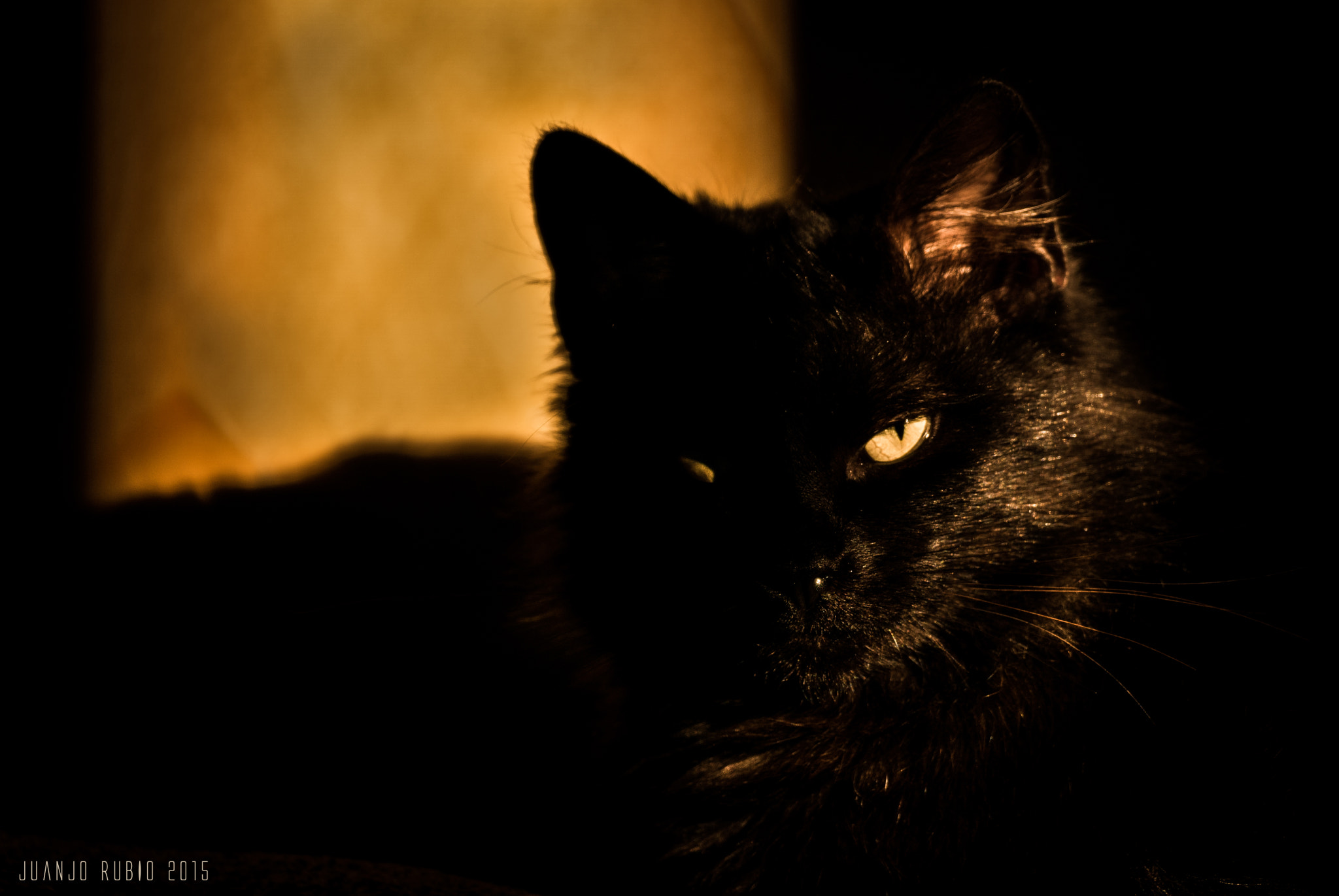 Tamron SP 70-300mm F4-5.6 Di USD sample photo. Through shadows photography