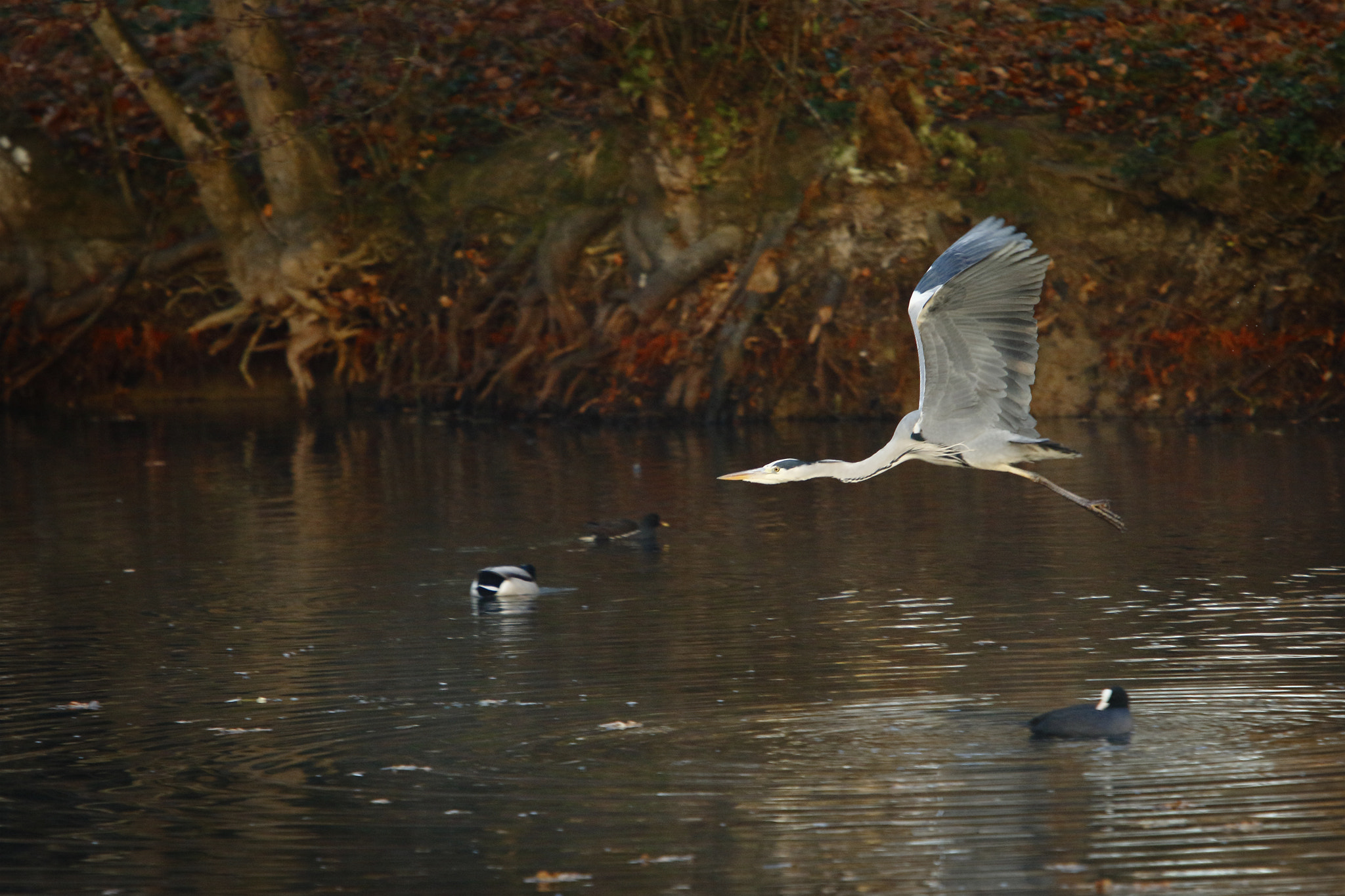 Canon EF 70-200mm F2.8L USM sample photo. L'envol du heron photography