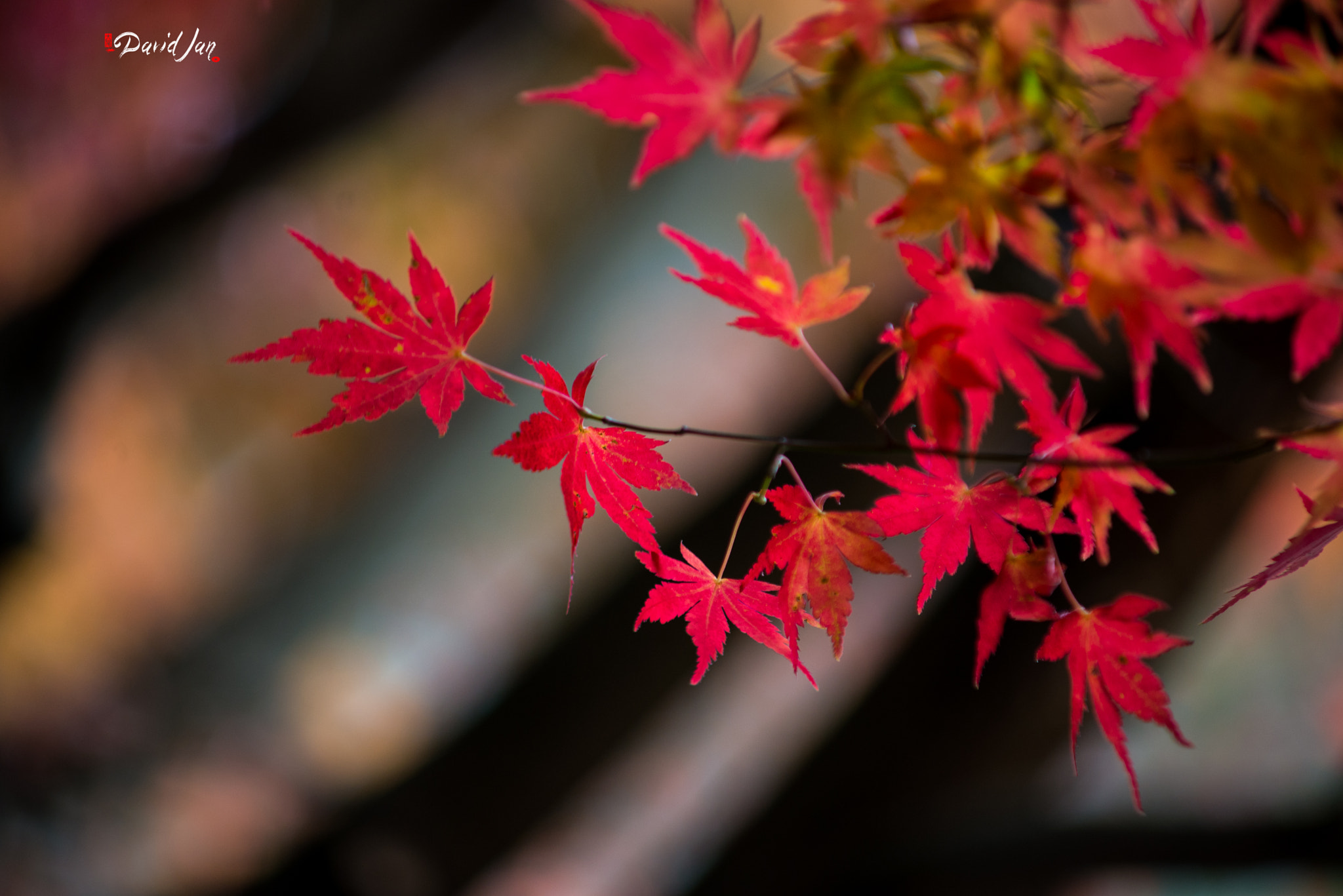 Nikon D610 + AF Zoom-Nikkor 70-210mm f/4 sample photo. Dsc_1443.jpg photography