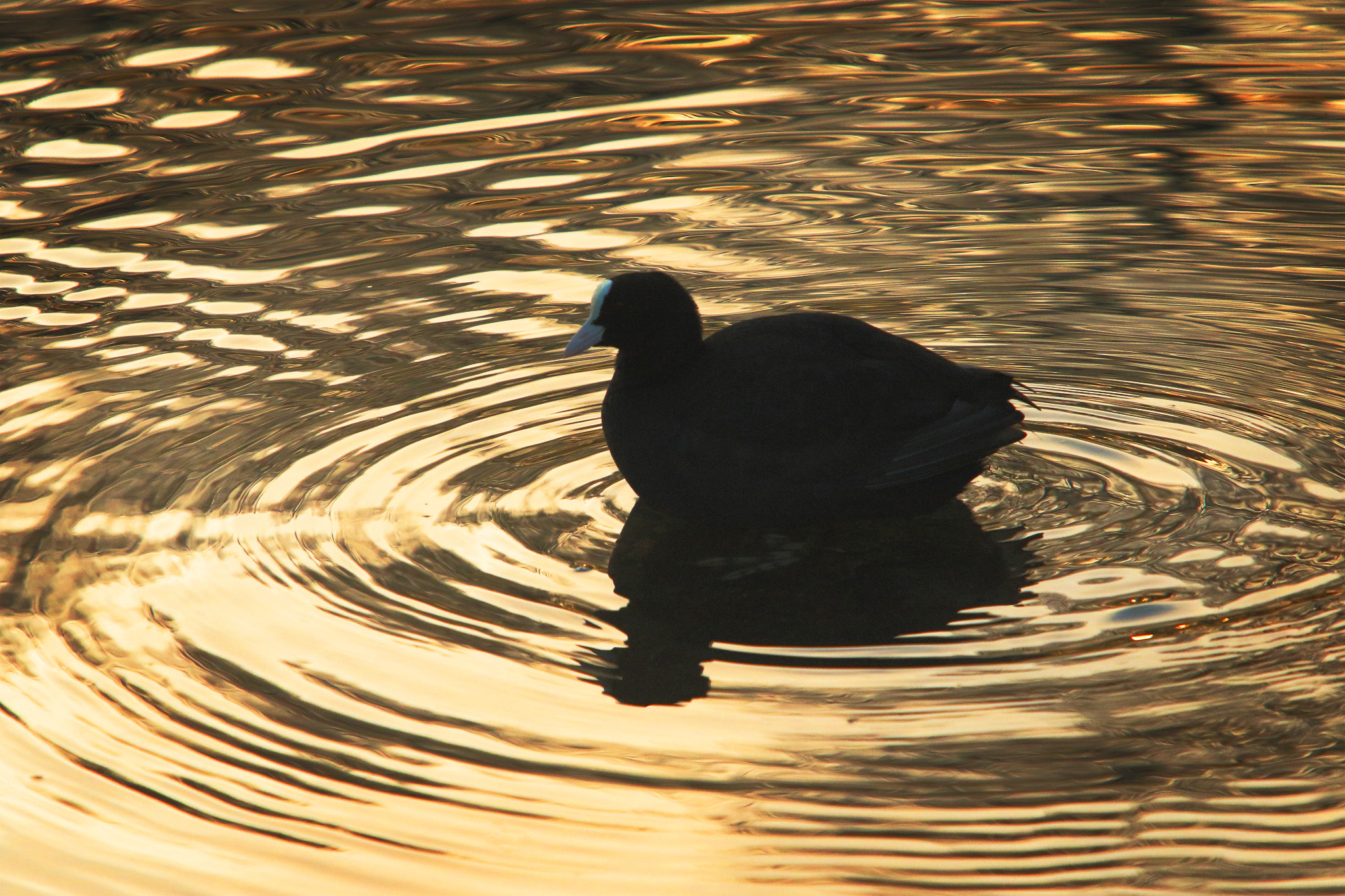 Canon EF 70-200mm F2.8L USM sample photo. Foulque photography