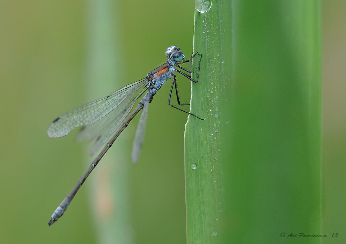 Sigma 150mm F2.8 EX DG OS Macro HSM sample photo. Ready for action photography
