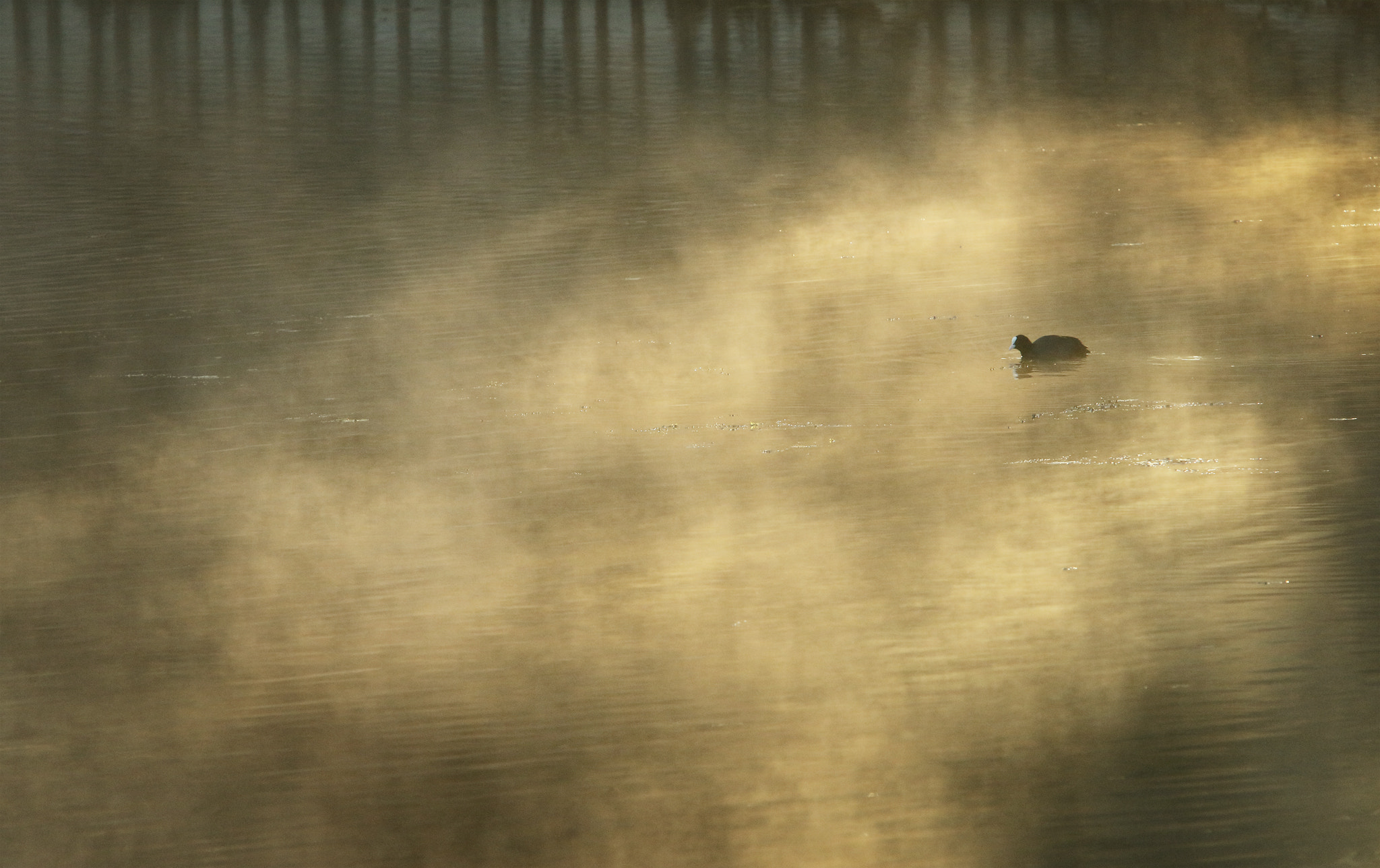 Canon EF 70-200mm F2.8L USM sample photo. Foulque photography