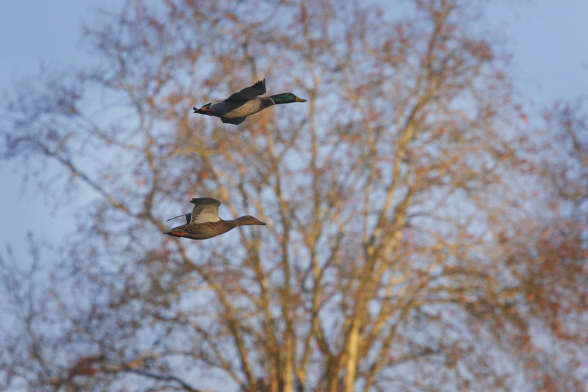 Canon EF 70-200mm F2.8L USM sample photo. Couple de canards photography