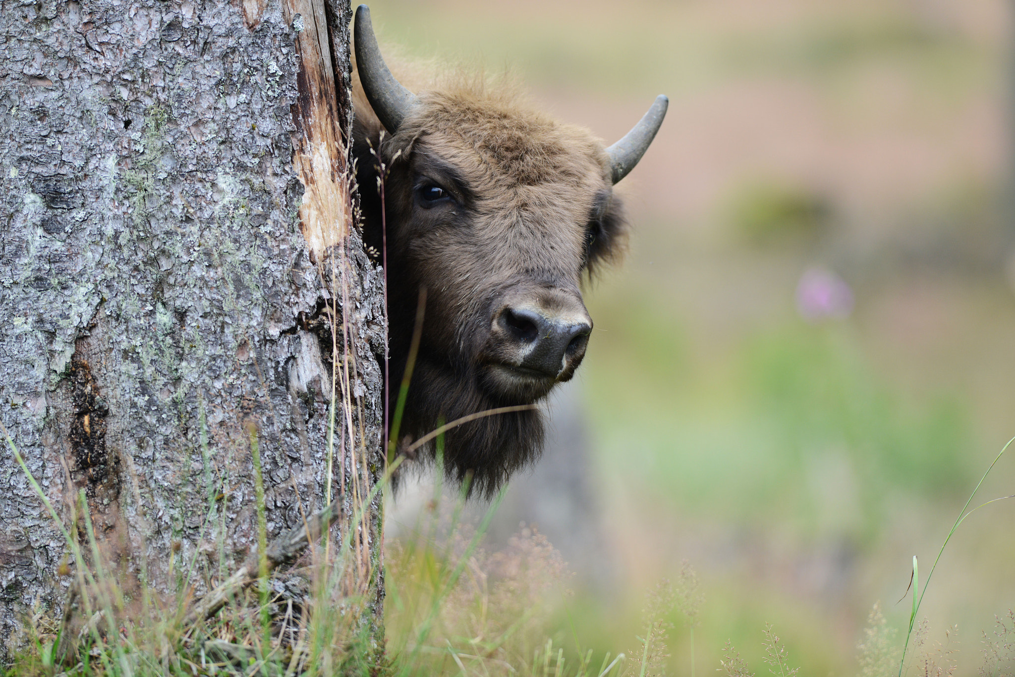 AF-S Nikkor 300mm f/2.8D IF-ED sample photo. Wisent photography